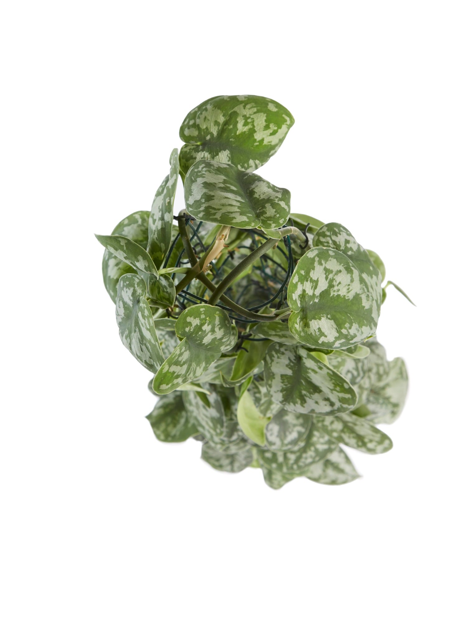 Scindapsus Trebie ↑ 120 cm ⌀ 24 cm - Afbeelding 5