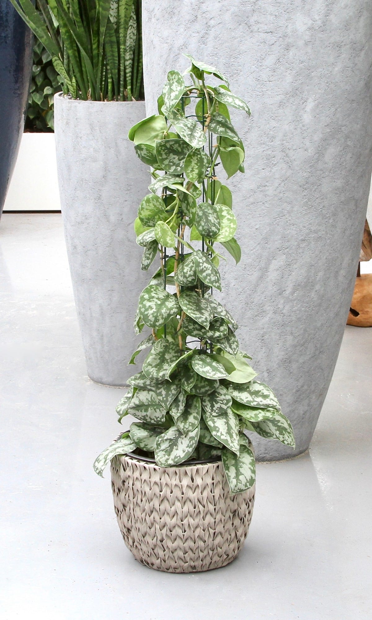 Scindapsus Trebie ↑ 120 cm ⌀ 24 cm - Afbeelding 6