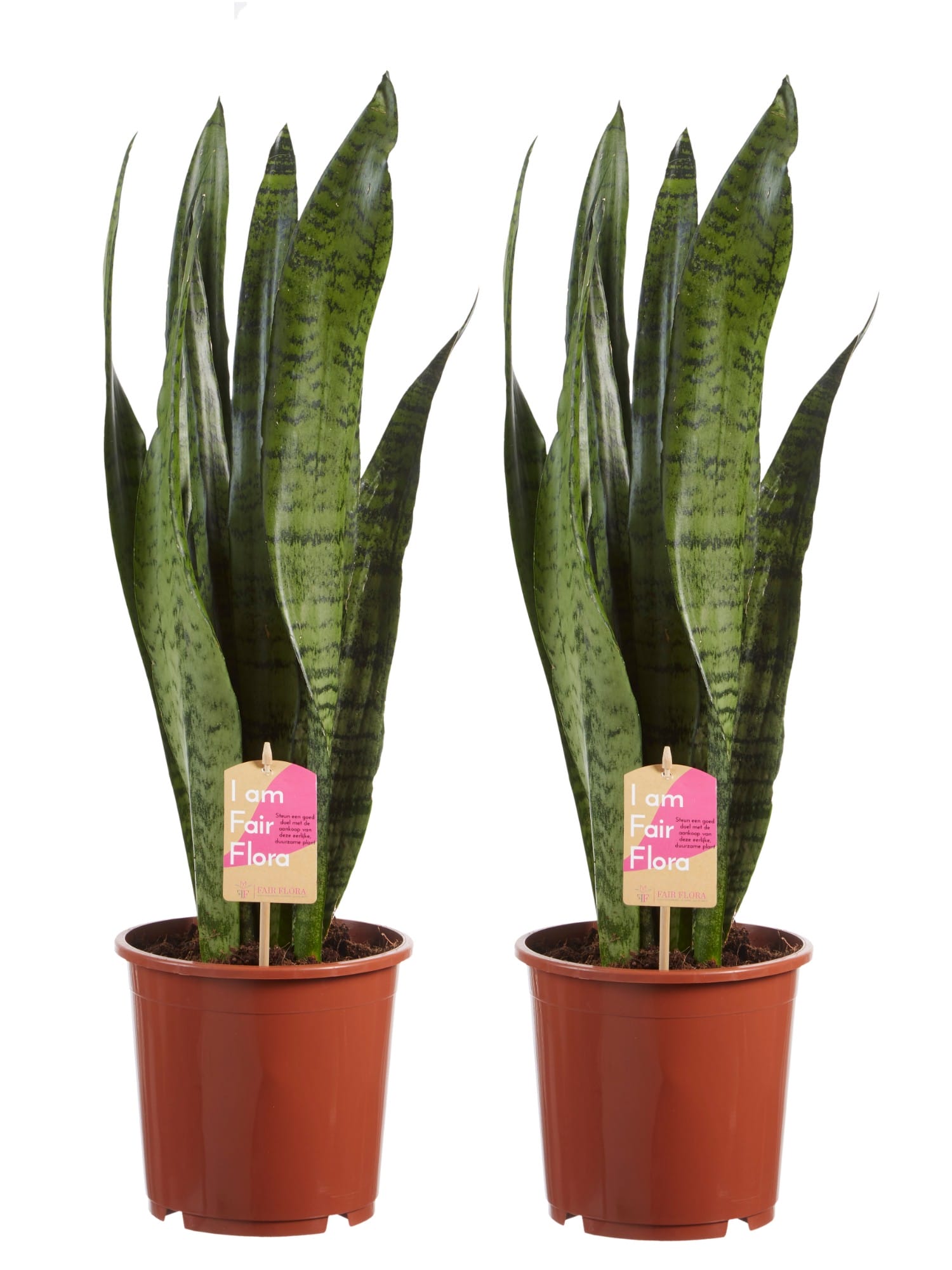 Sanseveria Zeylanica - 2 stuks ↑ 65 cm ⌀ 17 cm