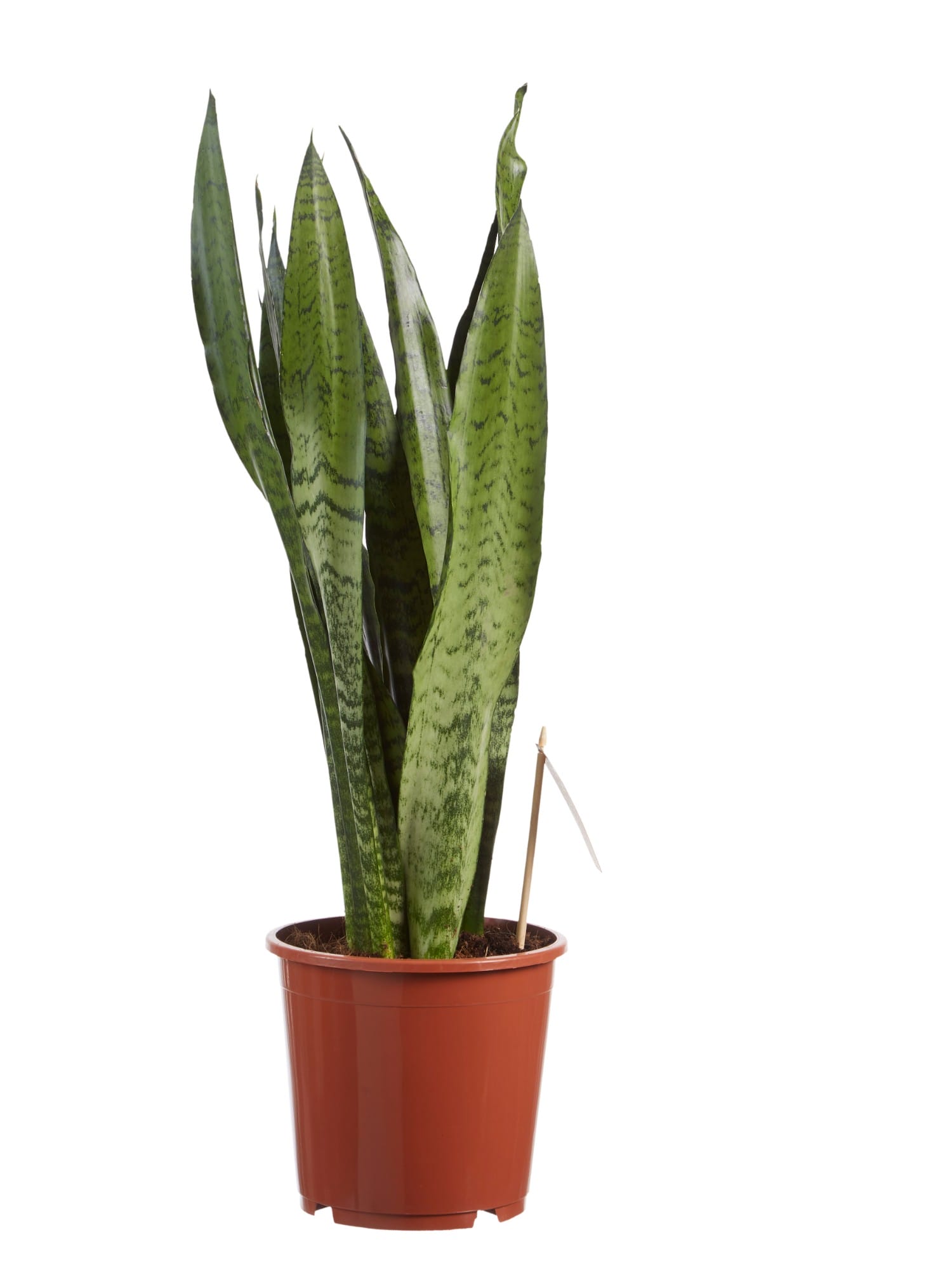 Sanseveria Zeylanica - 2 stuks ↑ 65 cm ⌀ 17 cm - Afbeelding 3