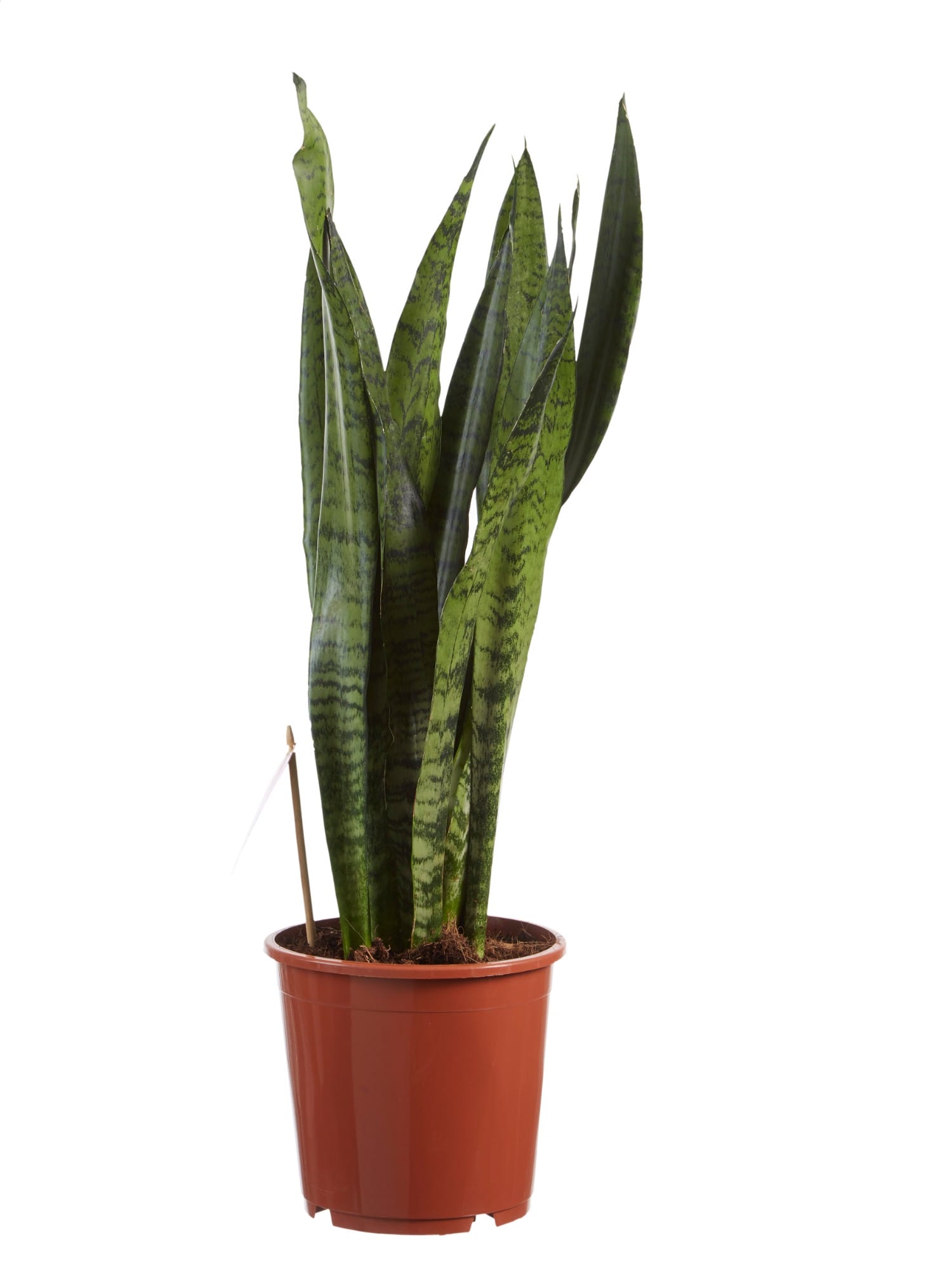 Sanseveria Zeylanica - 2 stuks ↑ 65 cm ⌀ 17 cm - Afbeelding 4