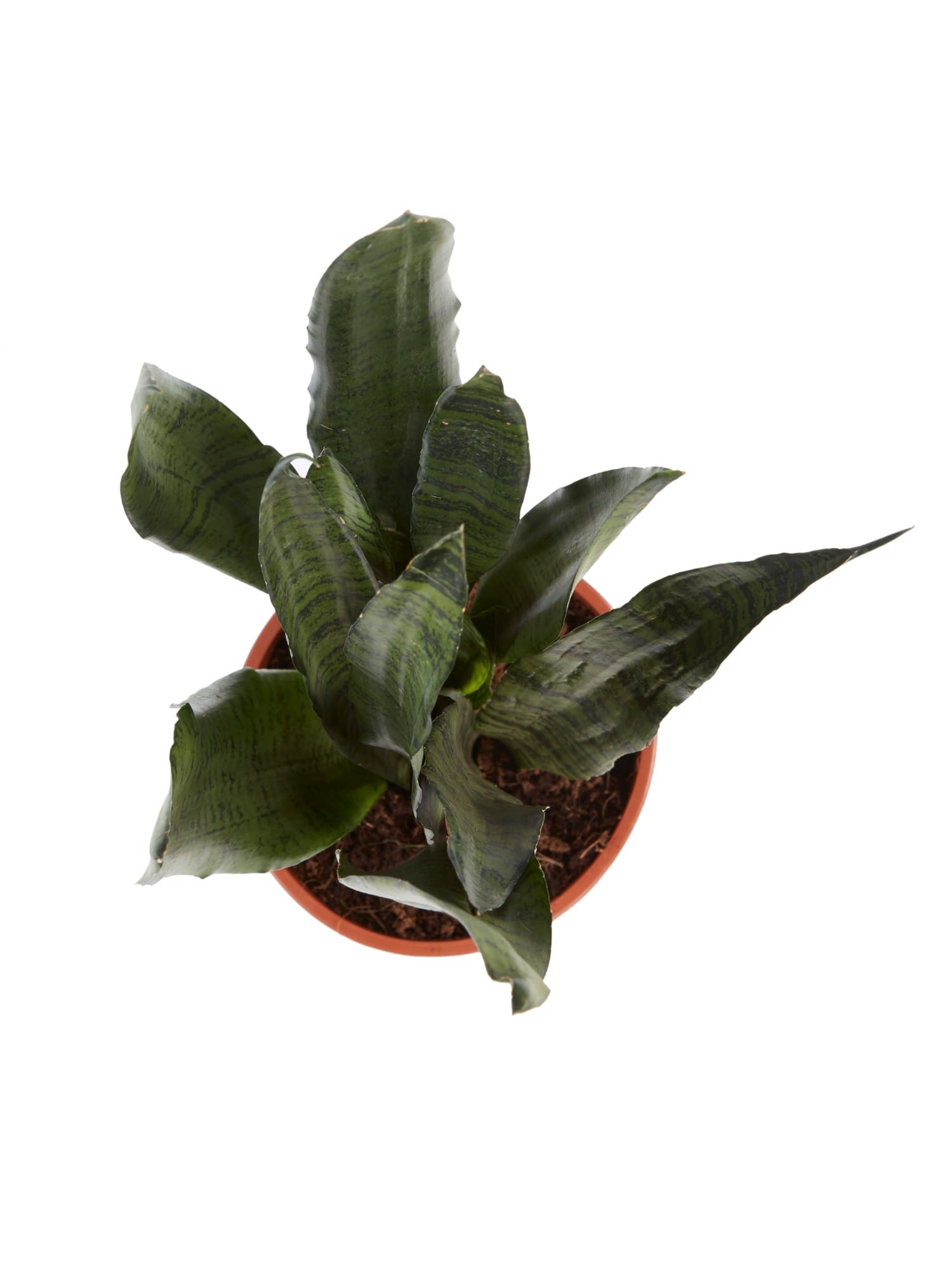 Sanseveria Zeylanica - 2 stuks ↑ 65 cm ⌀ 17 cm - Afbeelding 5