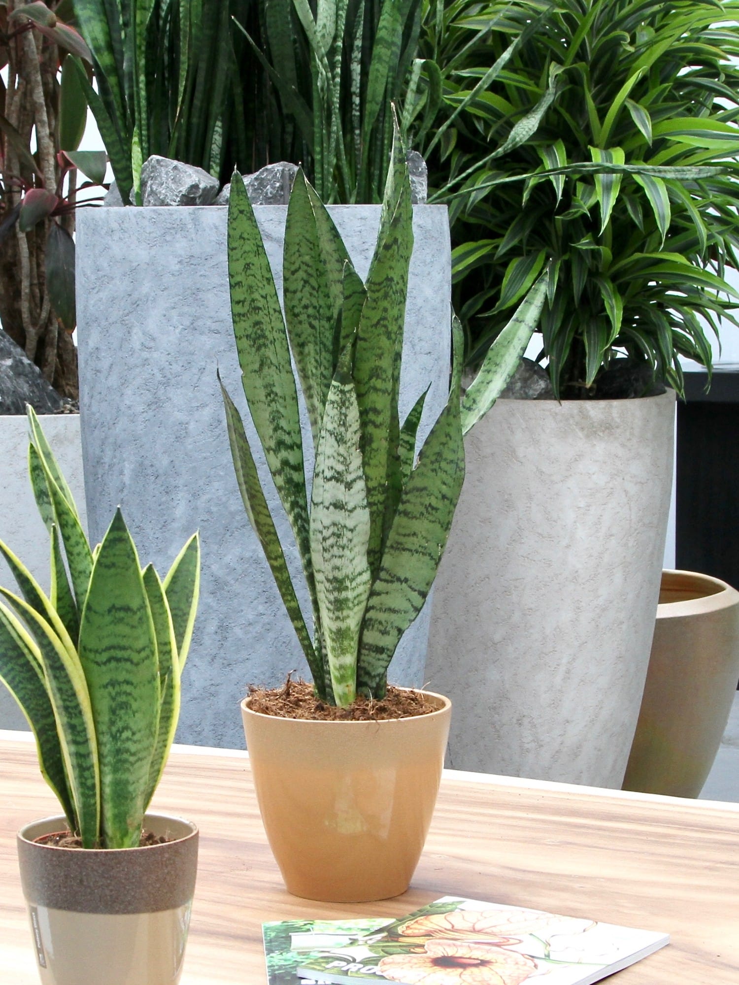 Sanseveria Zeylanica - 2 stuks ↑ 65 cm ⌀ 17 cm - Afbeelding 6