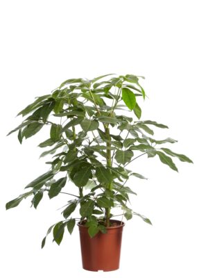 Schefflera Amate, Vingersboom ↑ 125 cm ⌀ 30 cm
