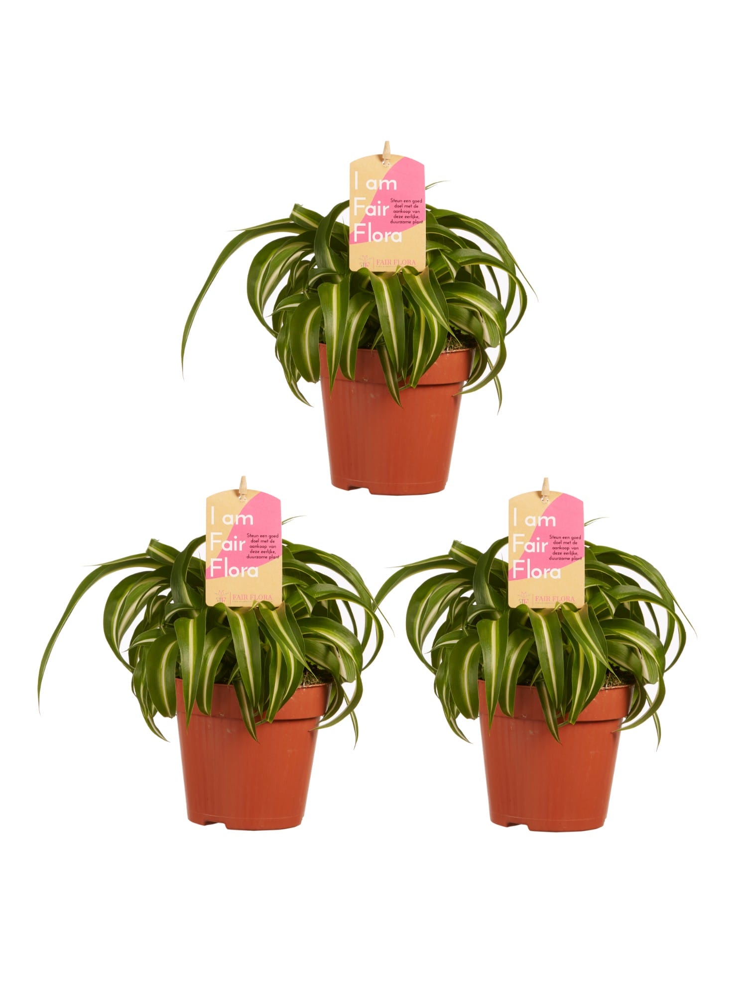 Chlorophytum comosum Bonnie - 3 stuks ↑ 20 cm ⌀ 12 cm