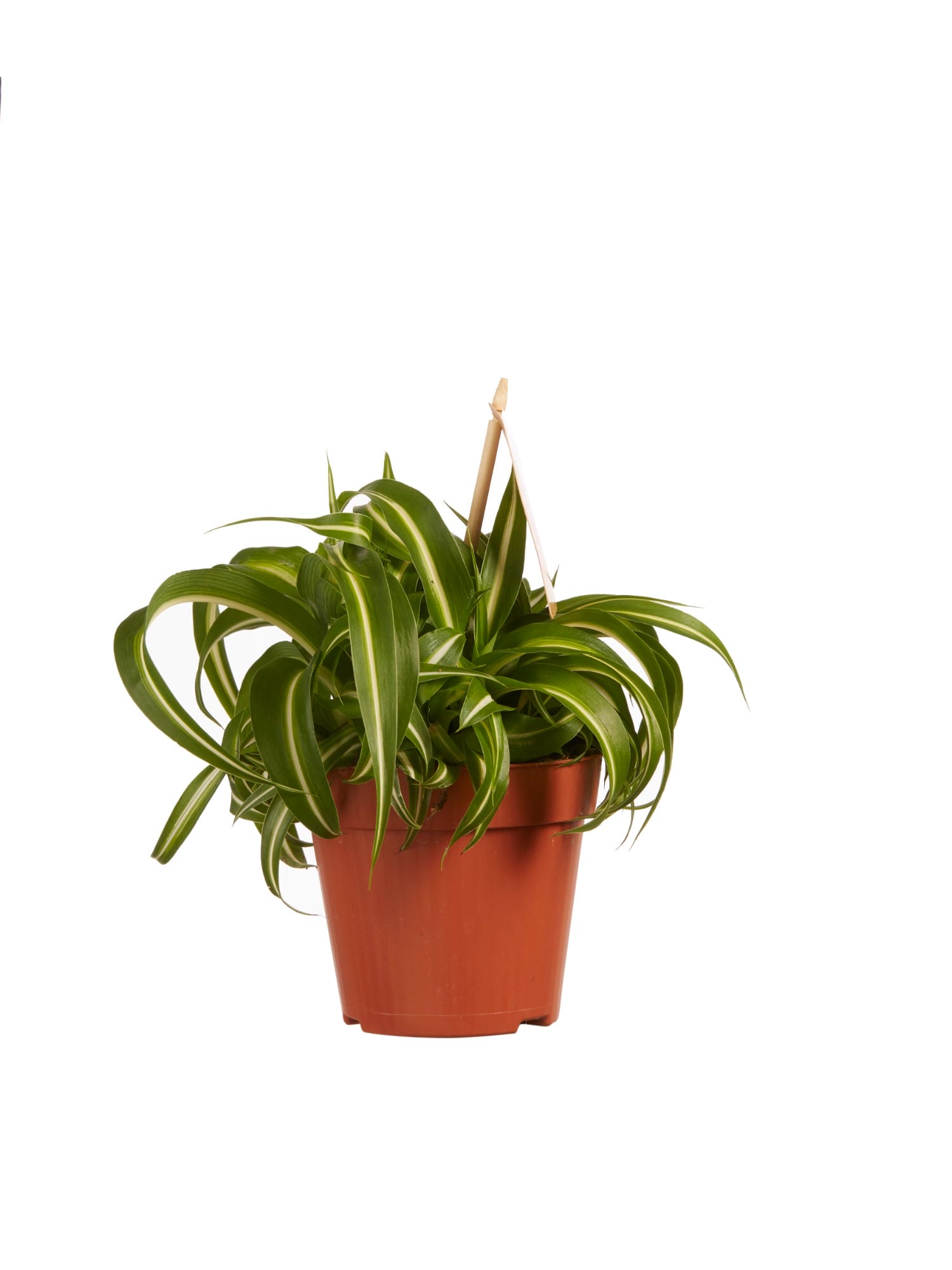 Chlorophytum comosum Bonnie - 3 stuks ↑ 20 cm ⌀ 12 cm - Afbeelding 4