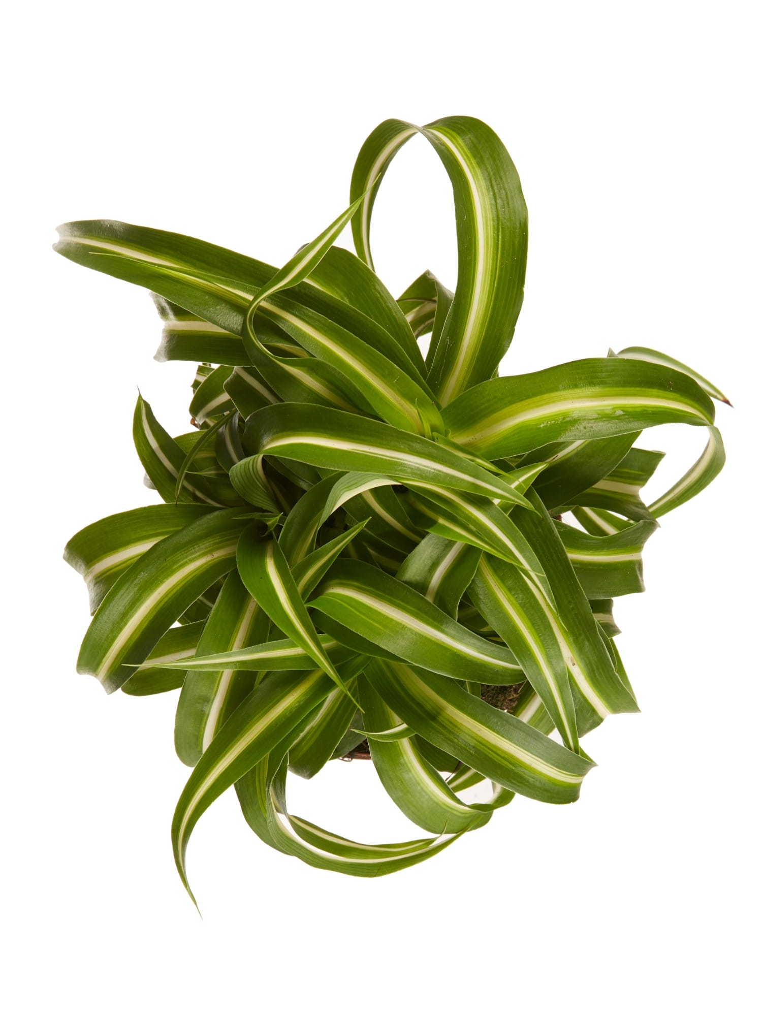 Chlorophytum comosum Bonnie - 3 stuks ↑ 20 cm ⌀ 12 cm - Afbeelding 5