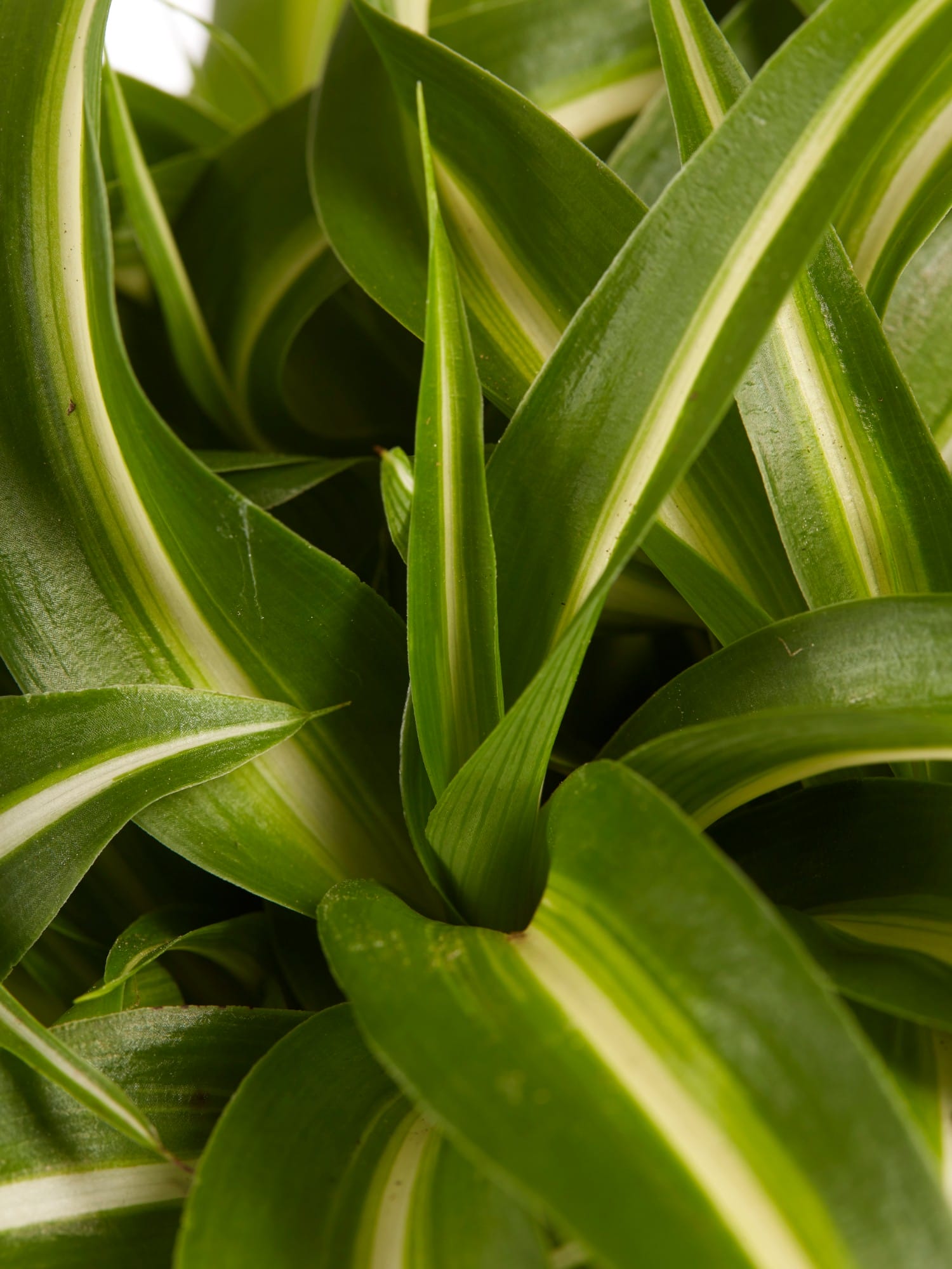 Chlorophytum comosum Bonnie - 3 stuks ↑ 20 cm ⌀ 12 cm - Afbeelding 6