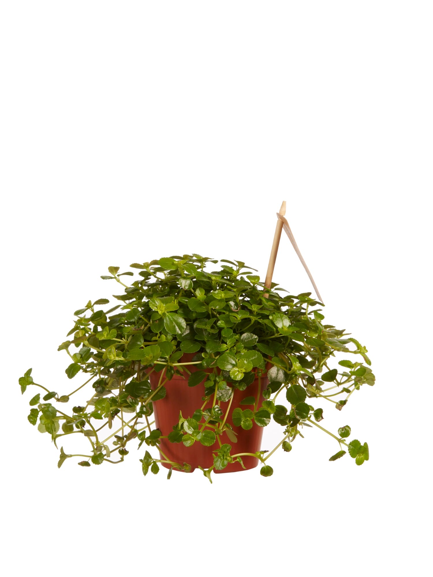 Pilea depressa Sao Paulo ↑ 15 cm ⌀ 12 cm