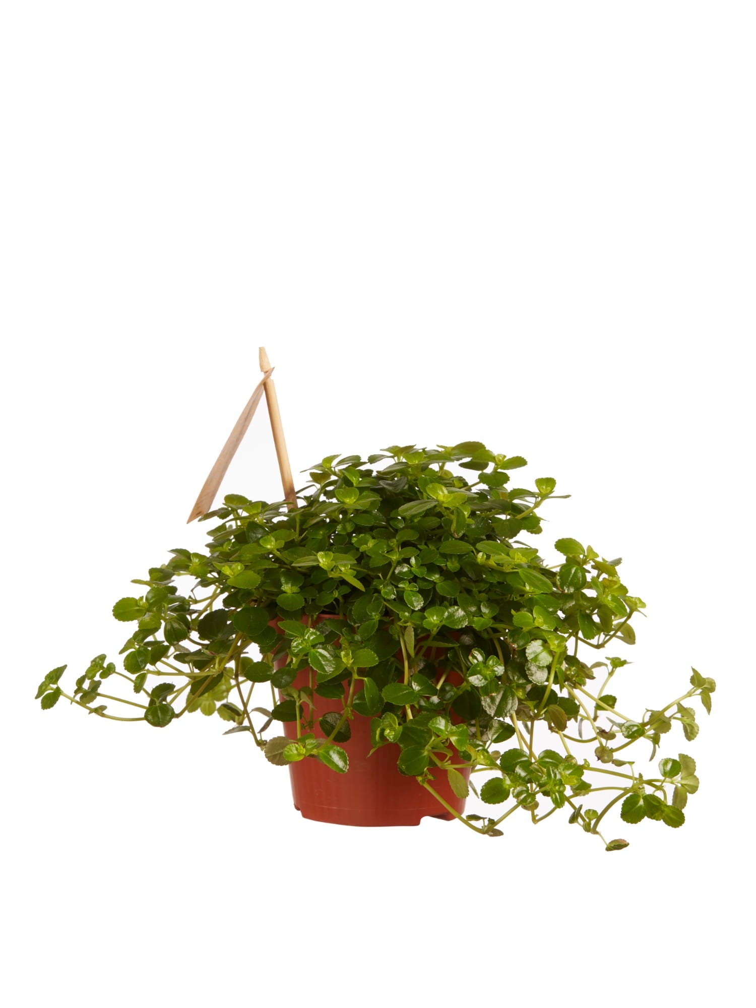 Pilea depressa Sao Paulo ↑ 15 cm ⌀ 12 cm - Afbeelding 4