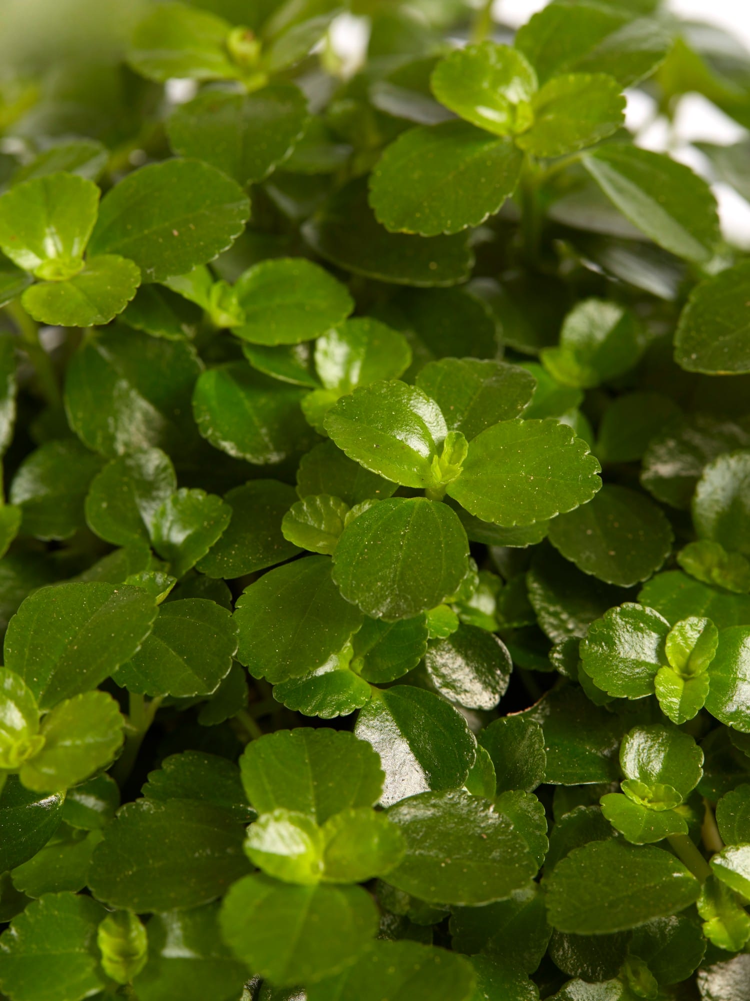 Pilea depressa Sao Paulo ↑ 15 cm ⌀ 12 cm - Afbeelding 6