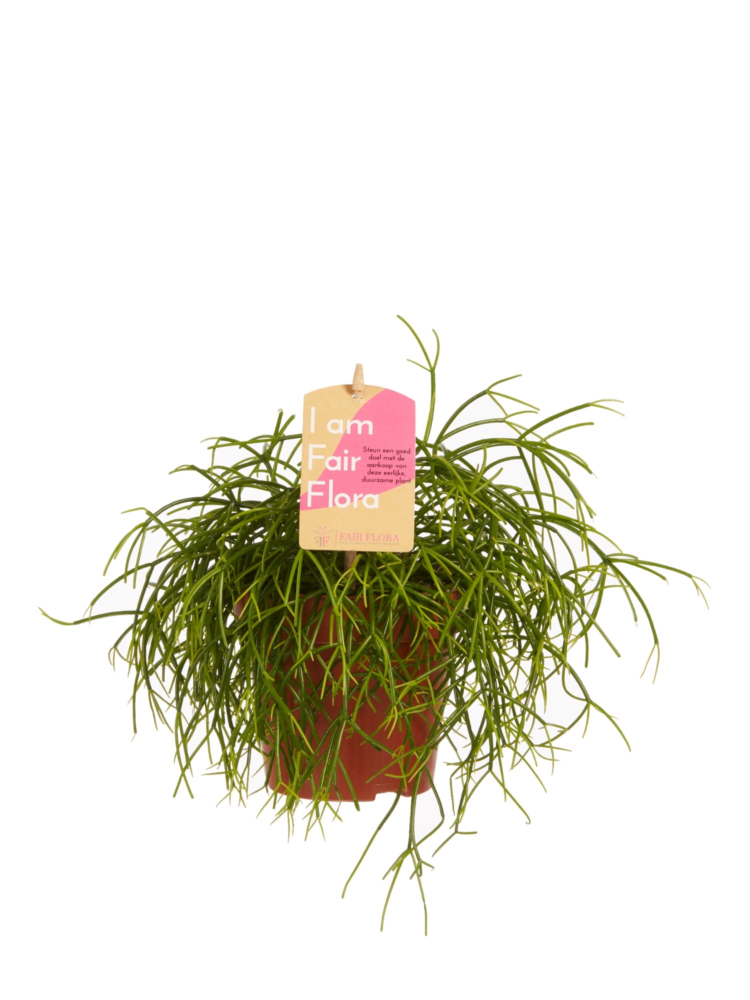 Rhipsalis cashero ↑ 20 cm ⌀ 12 cm - Afbeelding 3