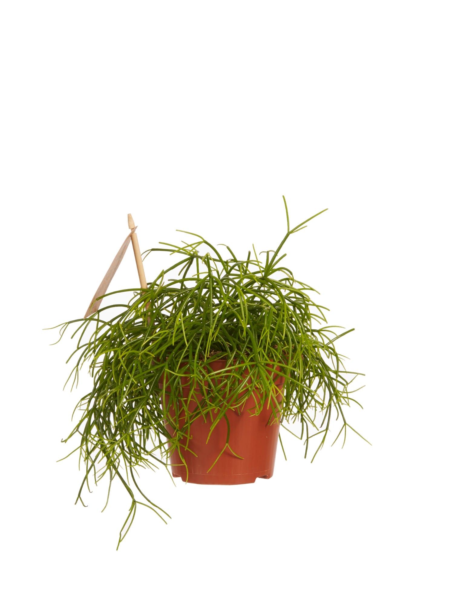 Rhipsalis cashero ↑ 20 cm ⌀ 12 cm - Afbeelding 4