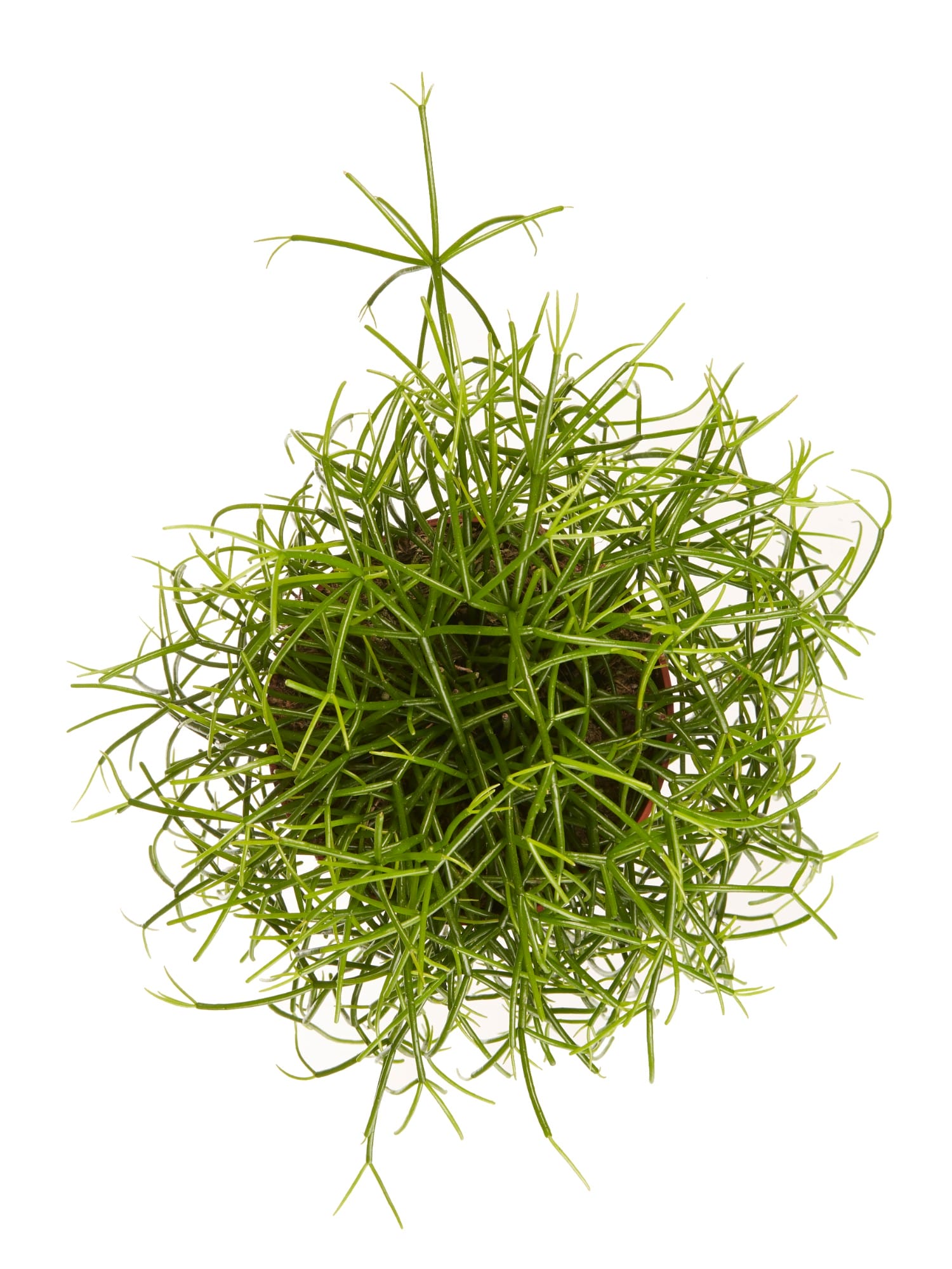 Rhipsalis cashero ↑ 20 cm ⌀ 12 cm - Afbeelding 5