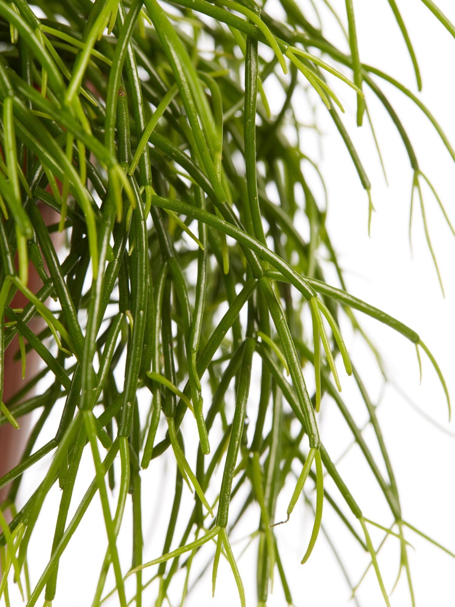 Rhipsalis cashero ↑ 20 cm ⌀ 12 cm - Afbeelding 6