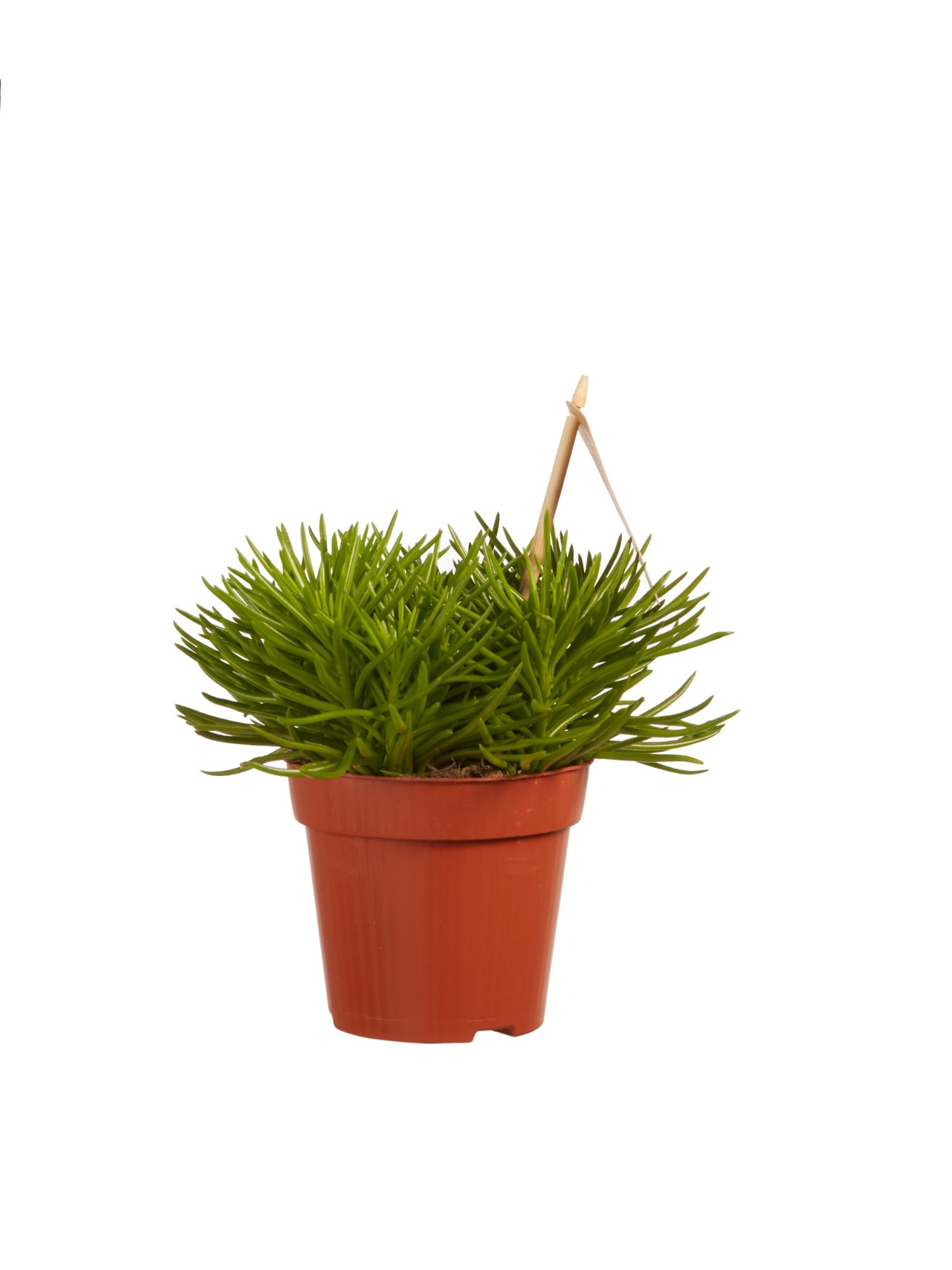 Senecio archeri himalaya ↑ 20 cm ⌀ 12 cm - Afbeelding 3