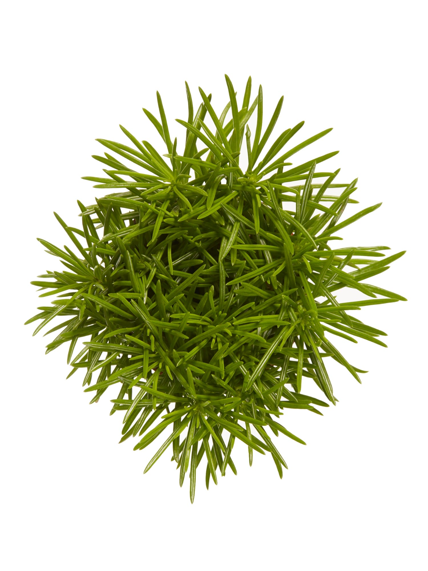 Senecio archeri himalaya ↑ 20 cm ⌀ 12 cm - Afbeelding 5