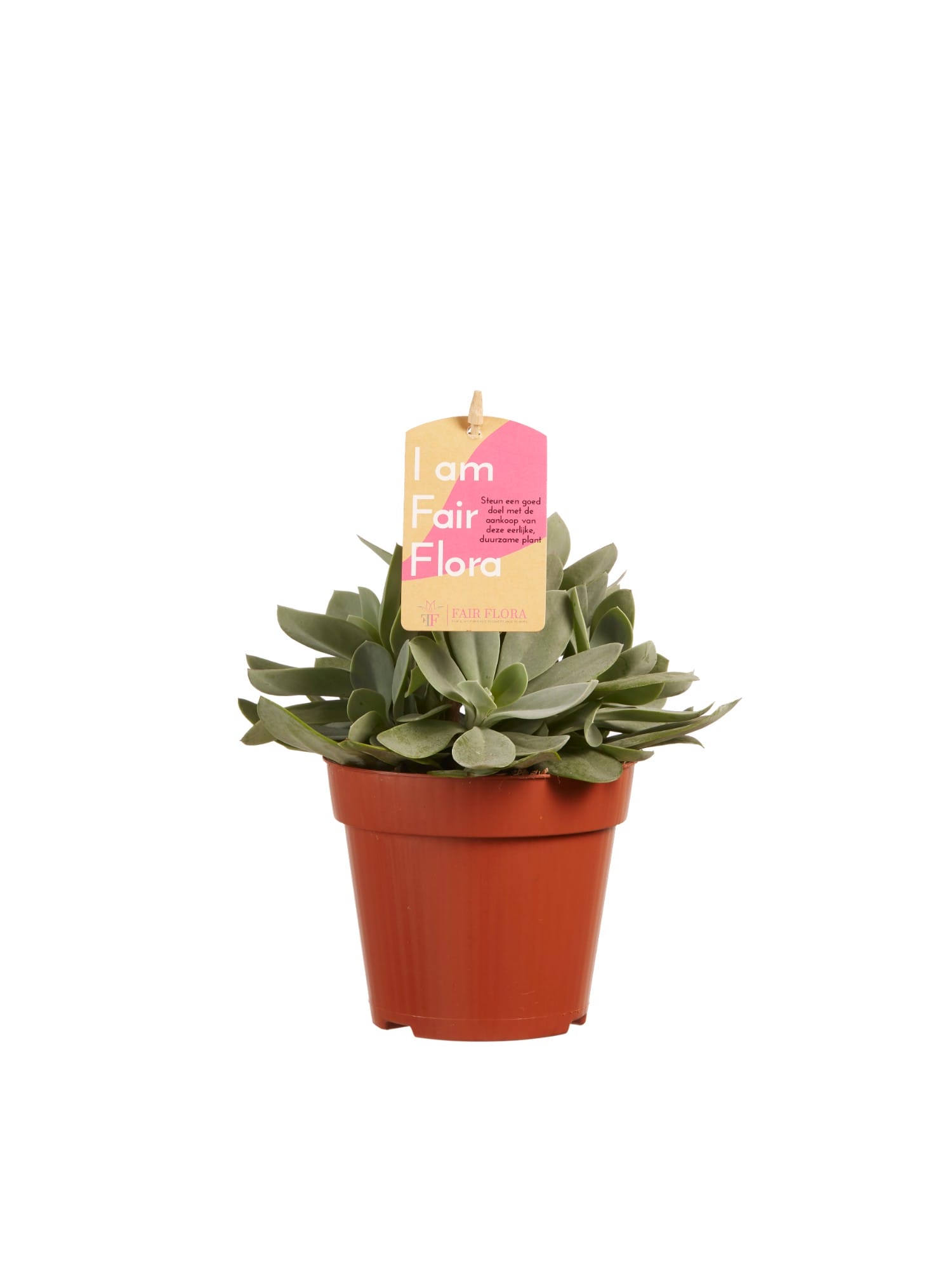 Senecio cephalophorus ↑ 20 cm ⌀ 12 cm - Afbeelding 3