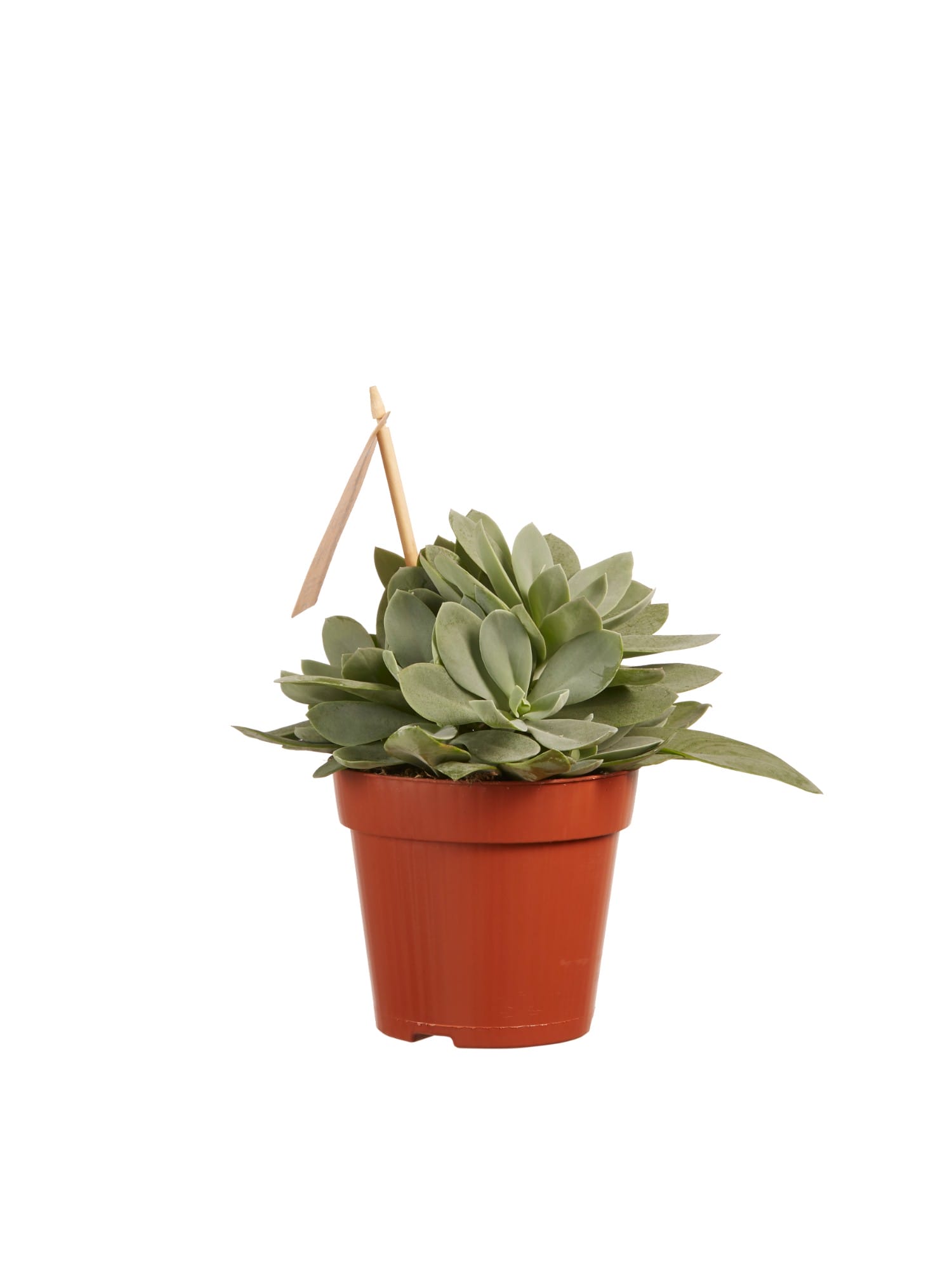 Senecio cephalophorus ↑ 20 cm ⌀ 12 cm - Afbeelding 4