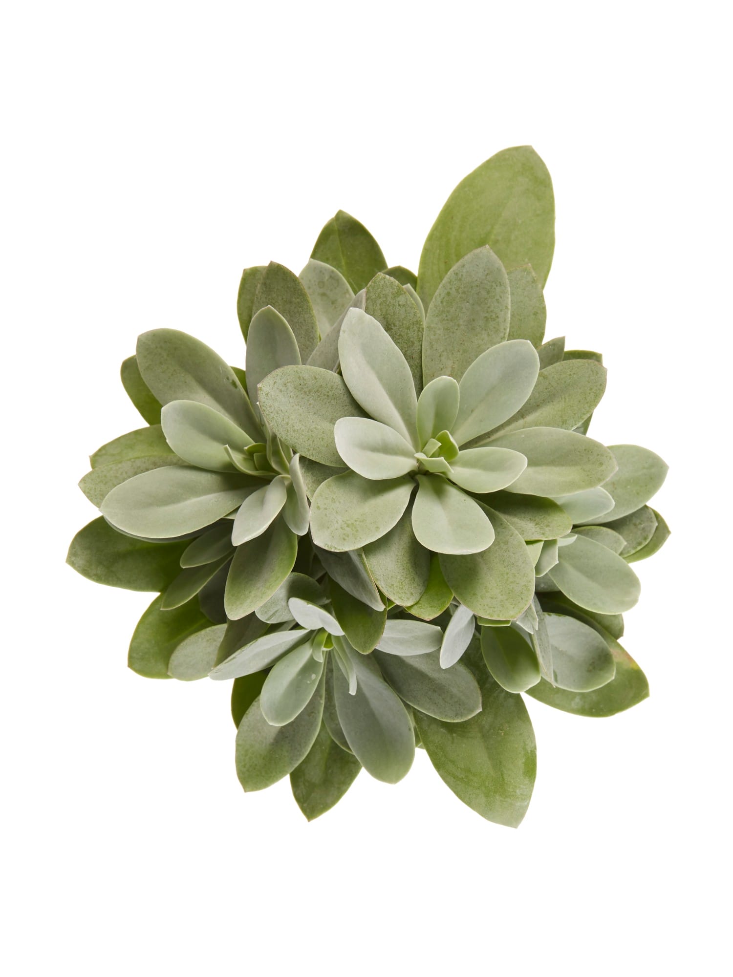 Senecio cephalophorus ↑ 20 cm ⌀ 12 cm - Afbeelding 5