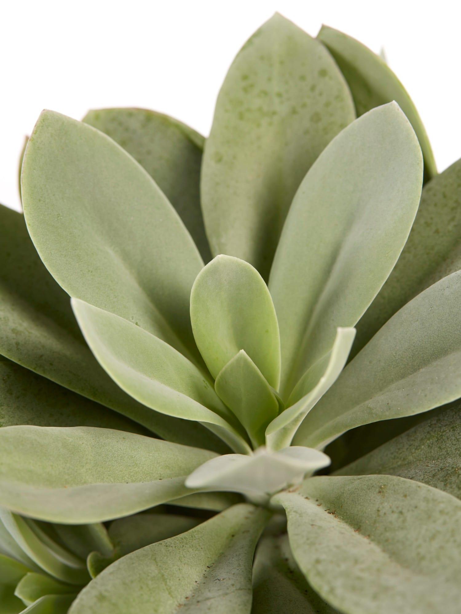 Senecio cephalophorus ↑ 20 cm ⌀ 12 cm - Afbeelding 6