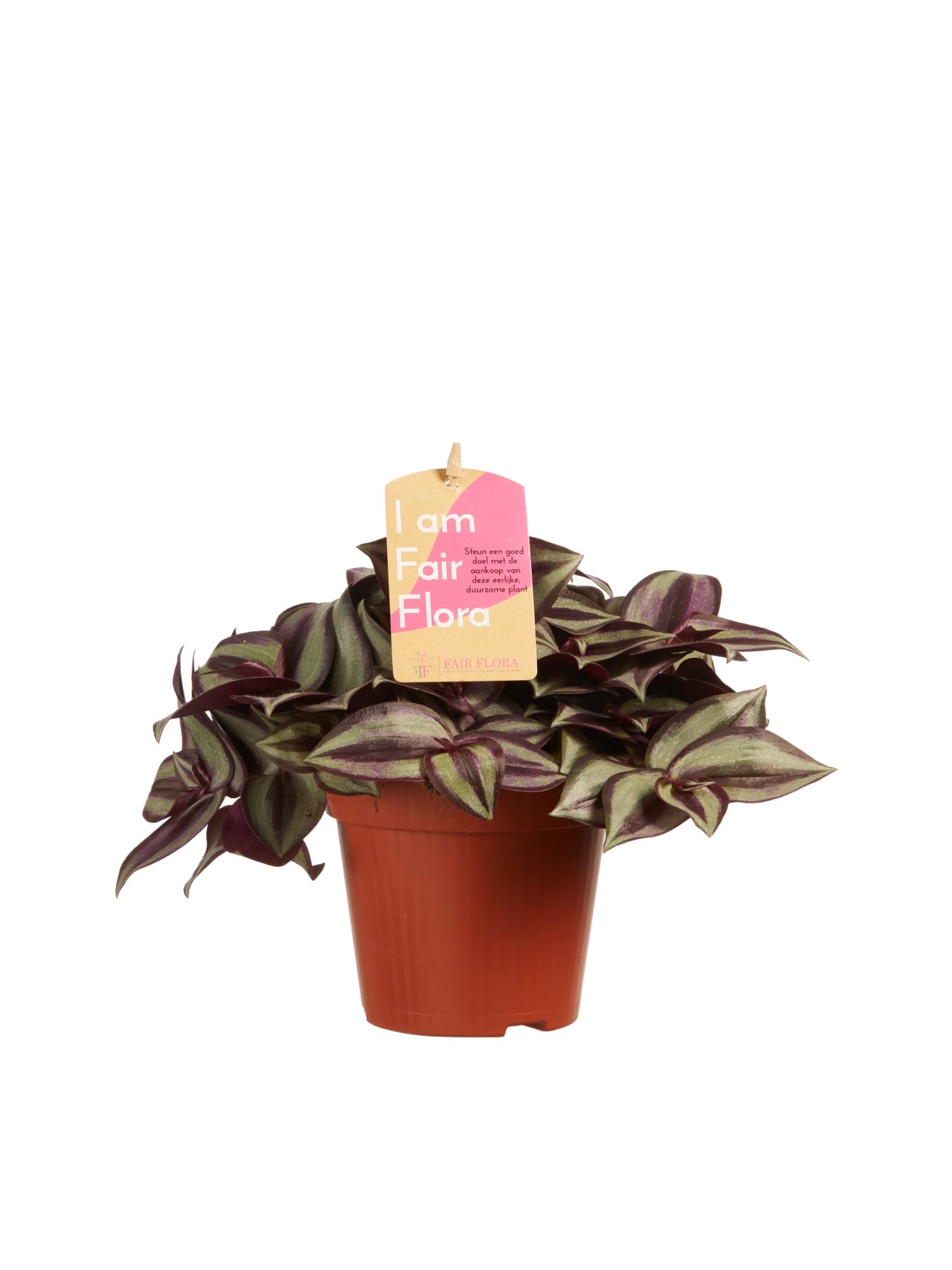 Tradescantia zebrina ↑ 20 cm ⌀ 12 cm - Afbeelding 3