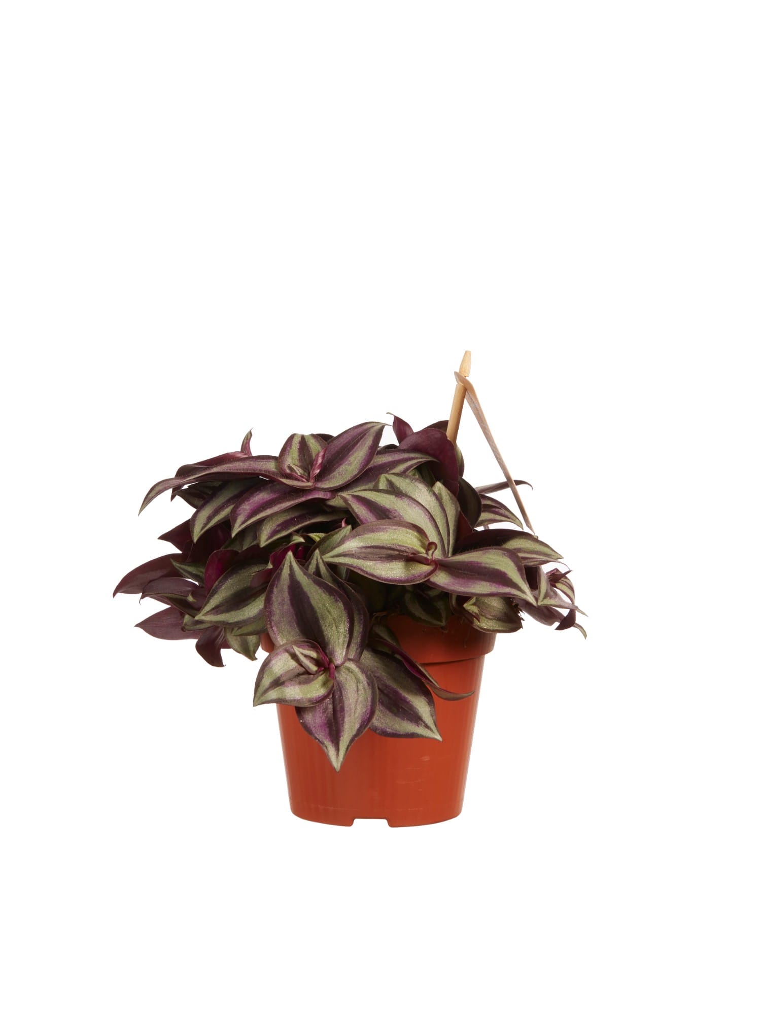 Tradescantia zebrina ↑ 20 cm ⌀ 12 cm