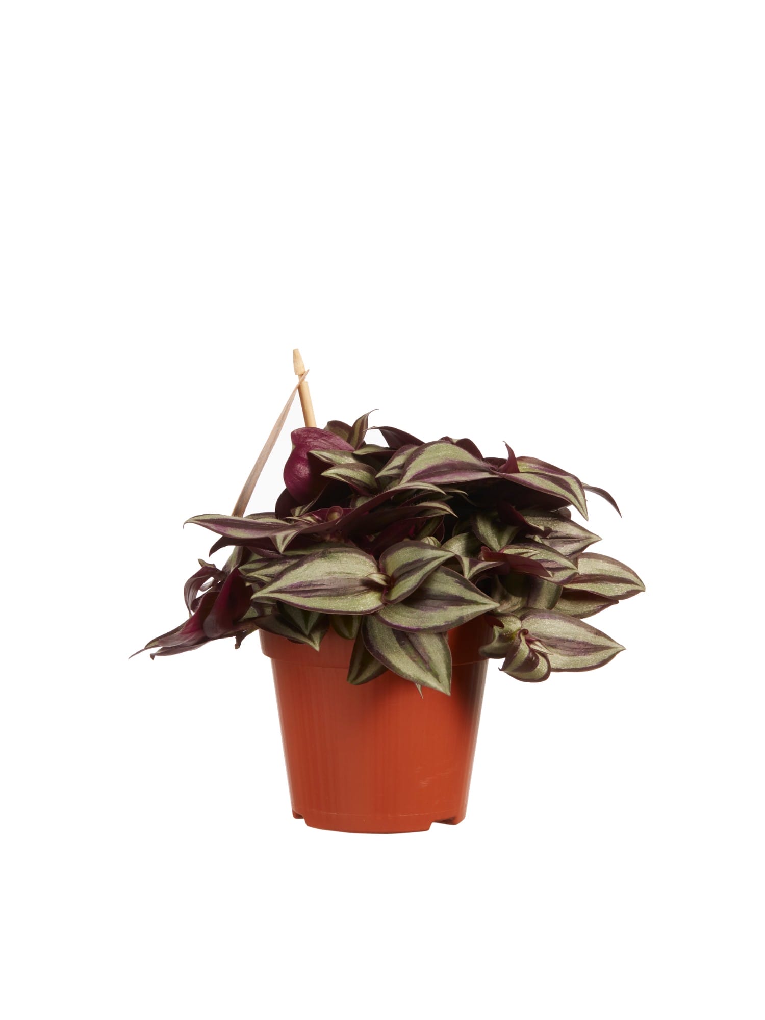 Tradescantia zebrina ↑ 20 cm ⌀ 12 cm - Afbeelding 4
