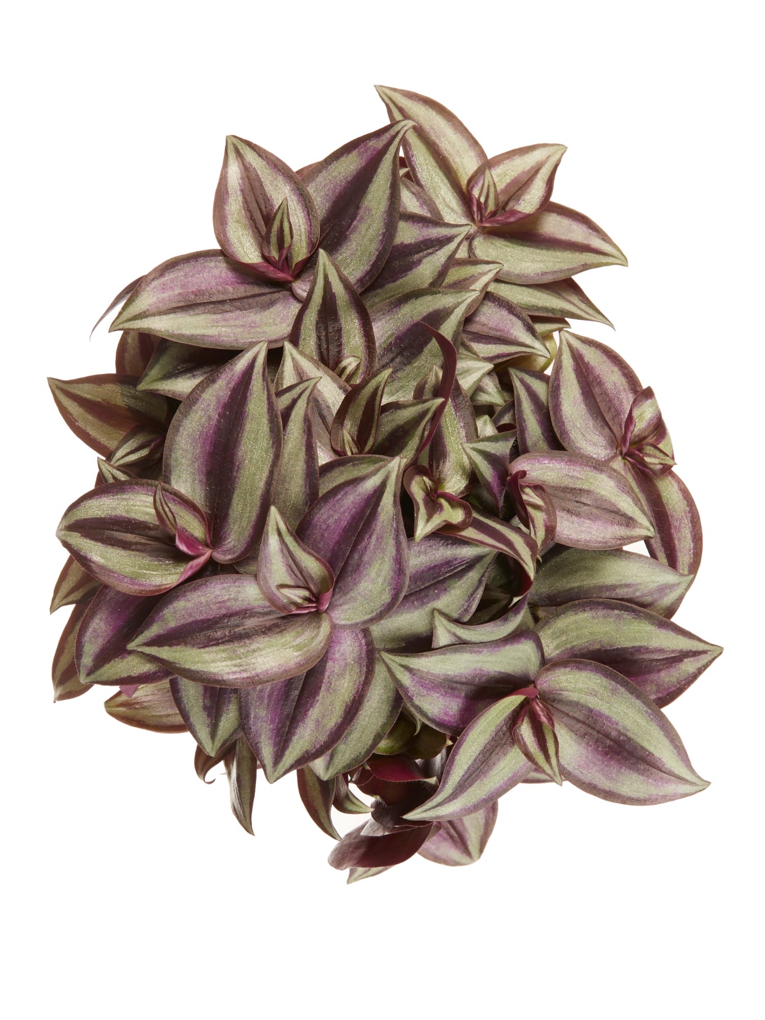 Tradescantia zebrina ↑ 20 cm ⌀ 12 cm - Afbeelding 5