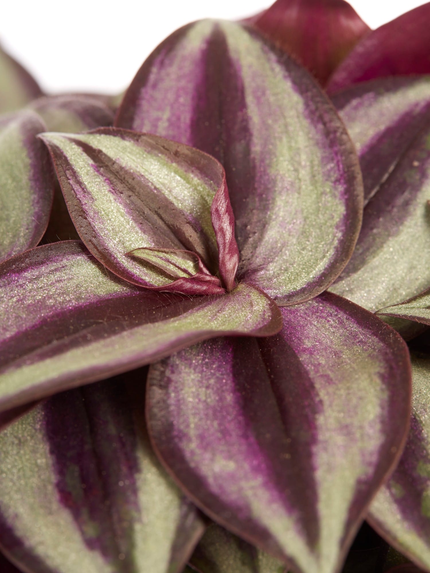 Tradescantia zebrina ↑ 20 cm ⌀ 12 cm - Afbeelding 6