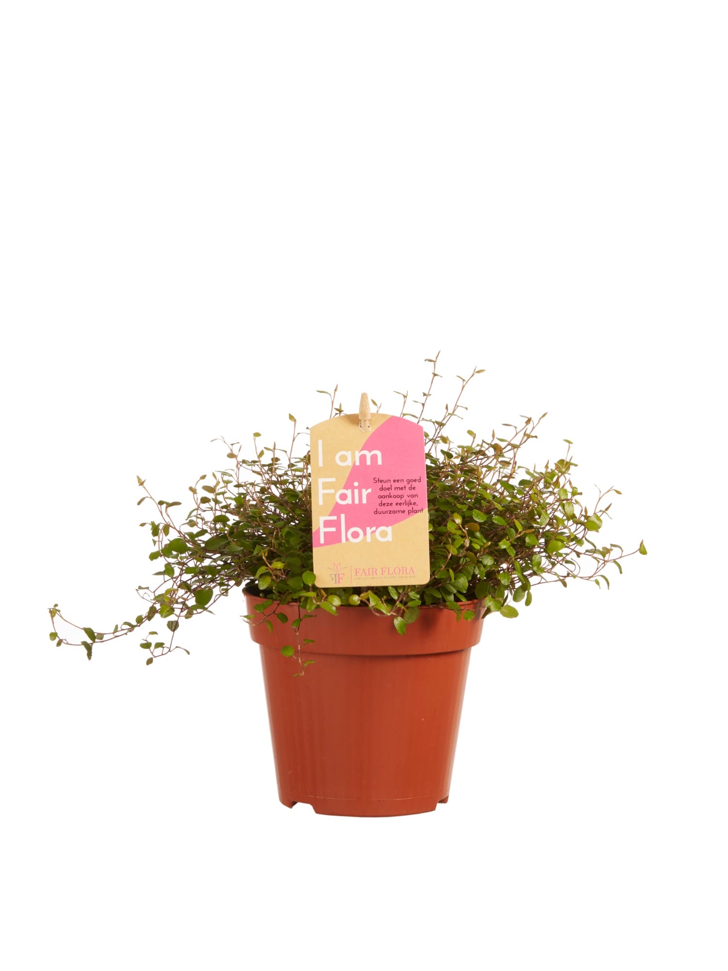 Hangplanten mix - 3 stuks ↑ 20 cm ⌀ 12 cm - Afbeelding 4