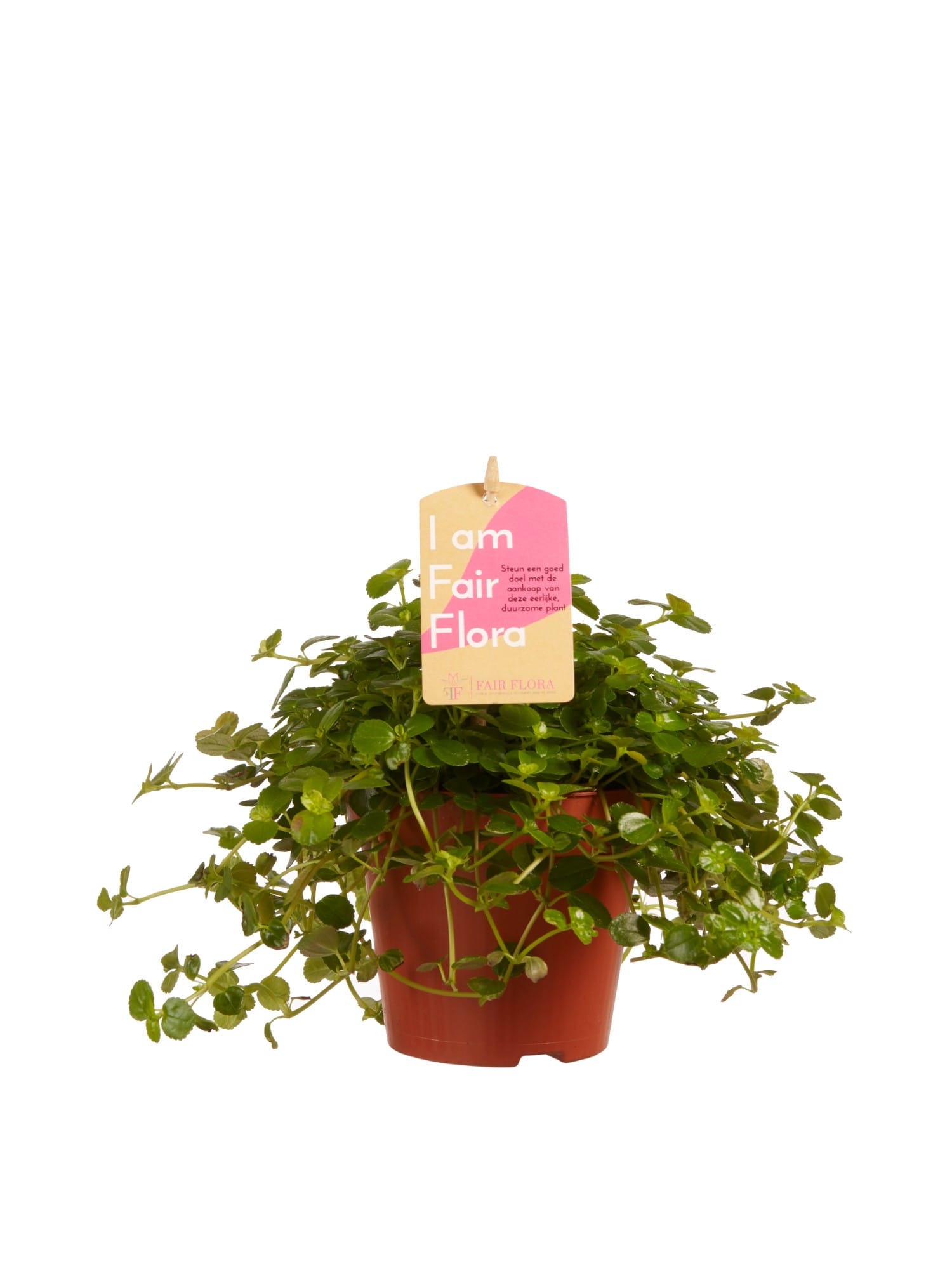 Hangplanten mix - 3 stuks ↑ 20 cm ⌀ 12 cm - Afbeelding 5