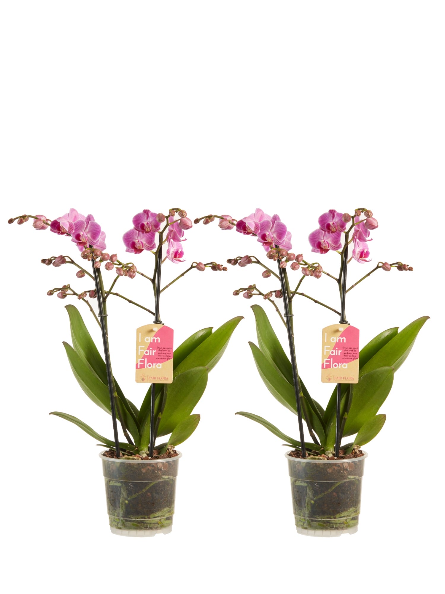 Orchidee Phalaenopsis multiflora - 2 stuks ↑ 50 cm ⌀ 12 cm