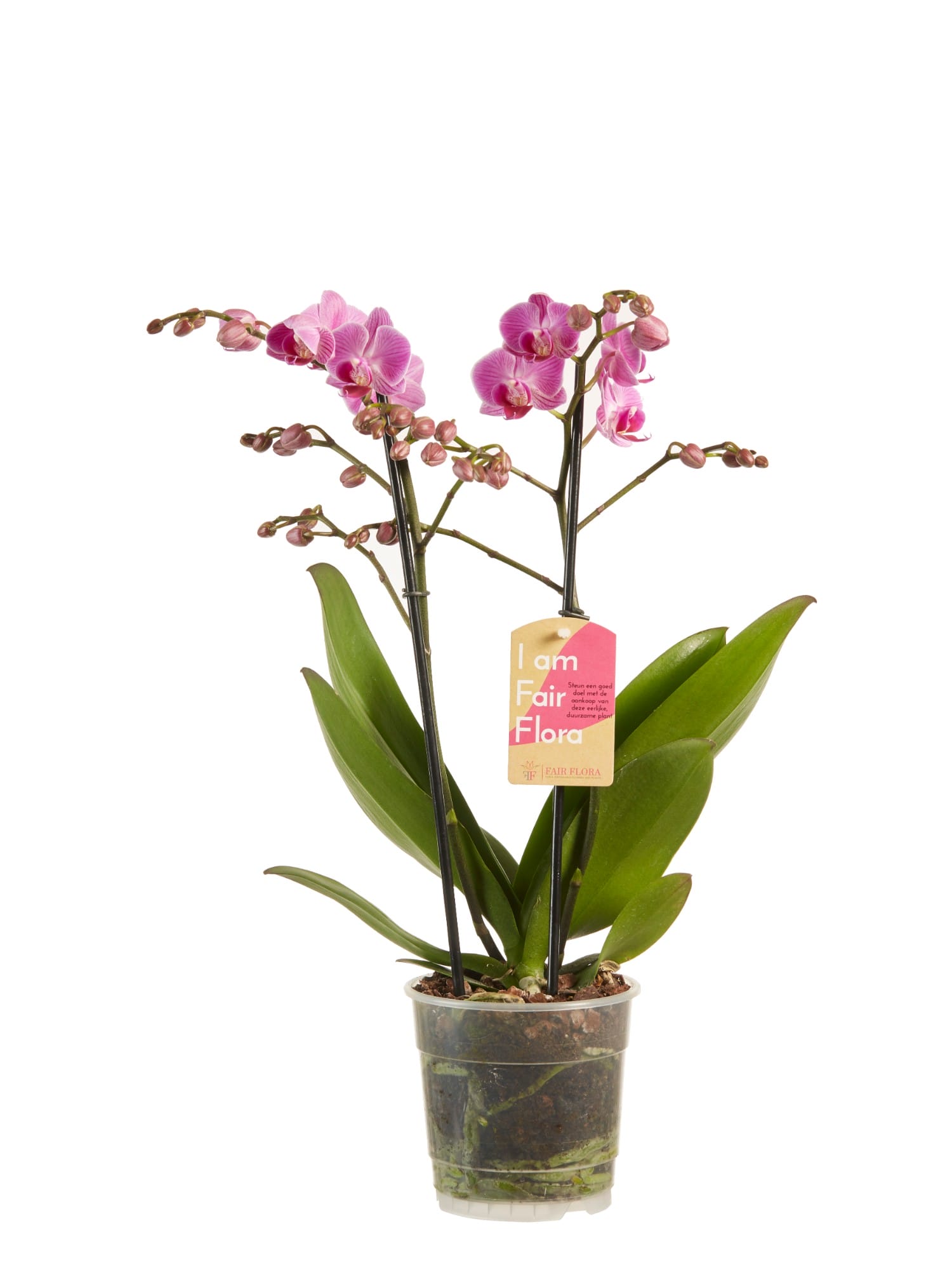 Orchidee Phalaenopsis multiflora - 2 stuks ↑ 50 cm ⌀ 12 cm - Afbeelding 3