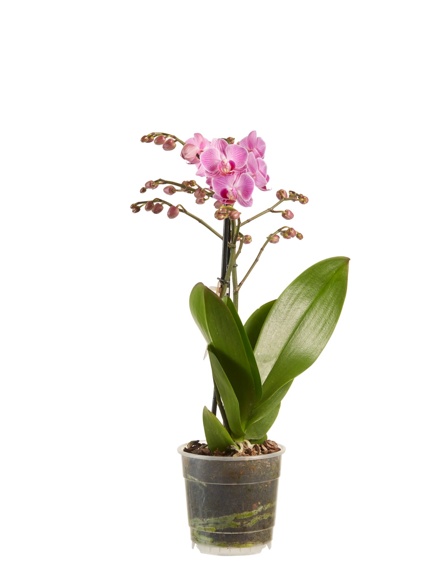 Orchidee Phalaenopsis multiflora - 2 stuks ↑ 50 cm ⌀ 12 cm - Afbeelding 4