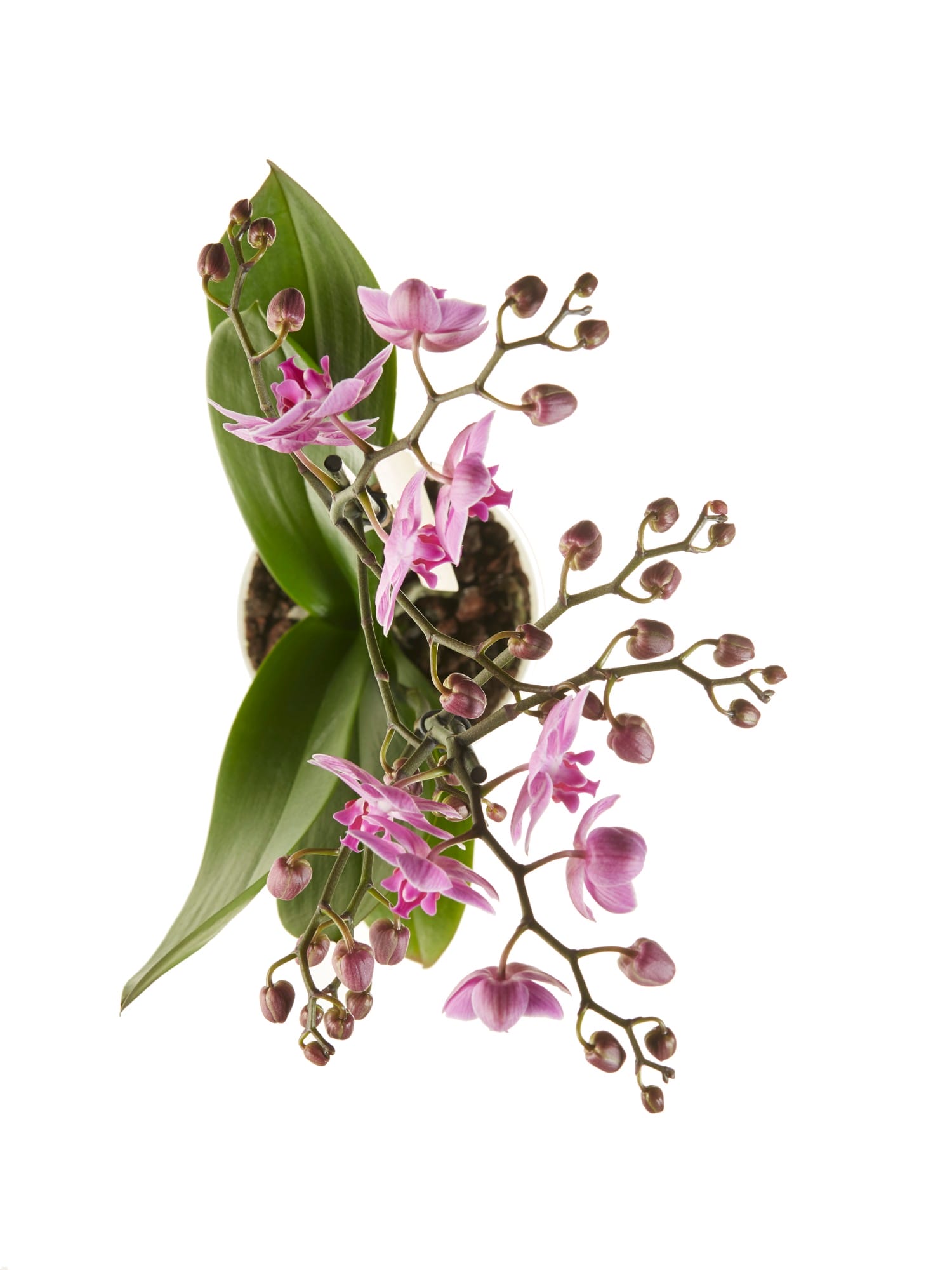 Orchidee Phalaenopsis multiflora - 2 stuks ↑ 50 cm ⌀ 12 cm - Afbeelding 5