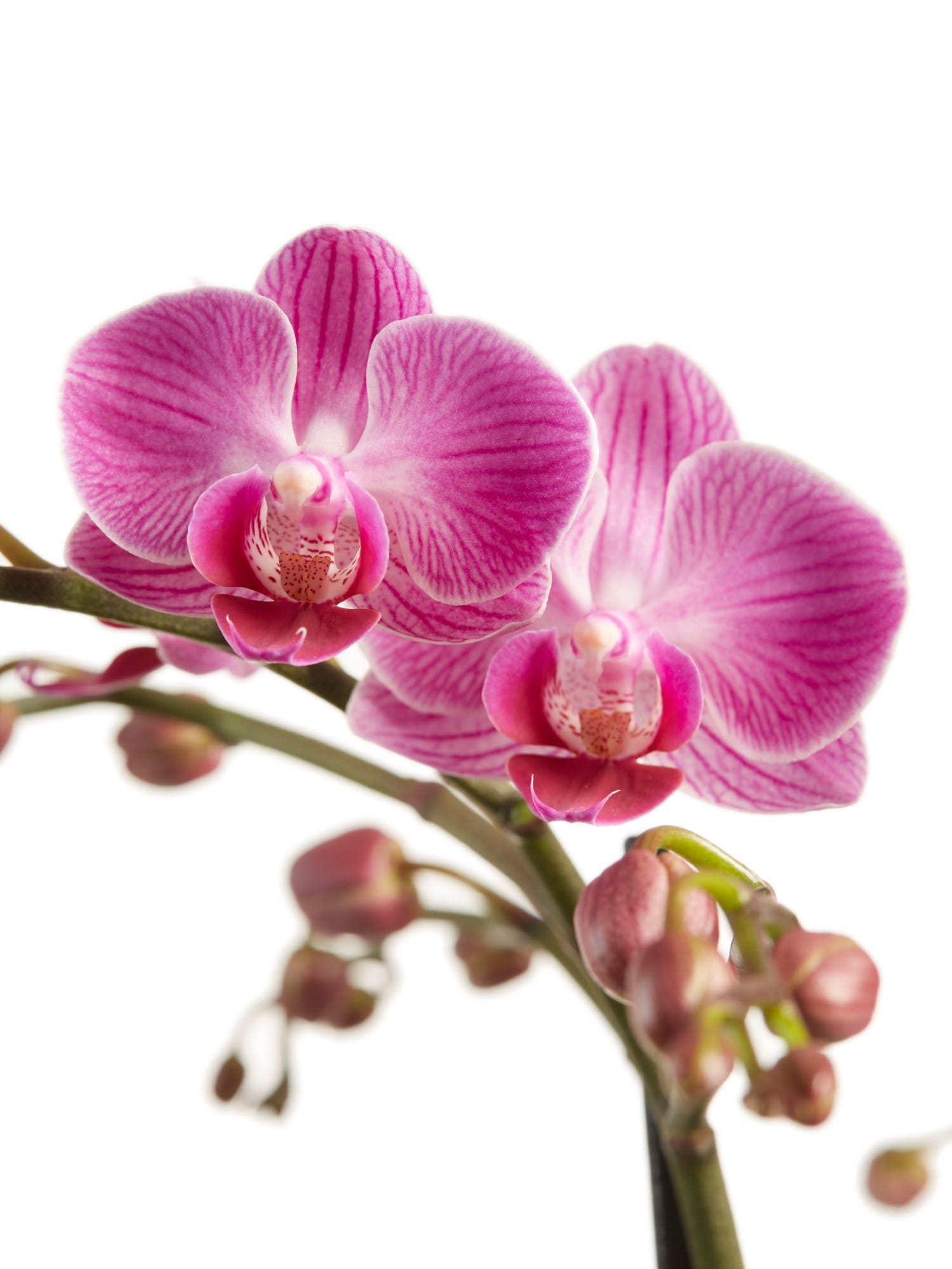 Orchidee Phalaenopsis multiflora - 2 stuks ↑ 50 cm ⌀ 12 cm - Afbeelding 6