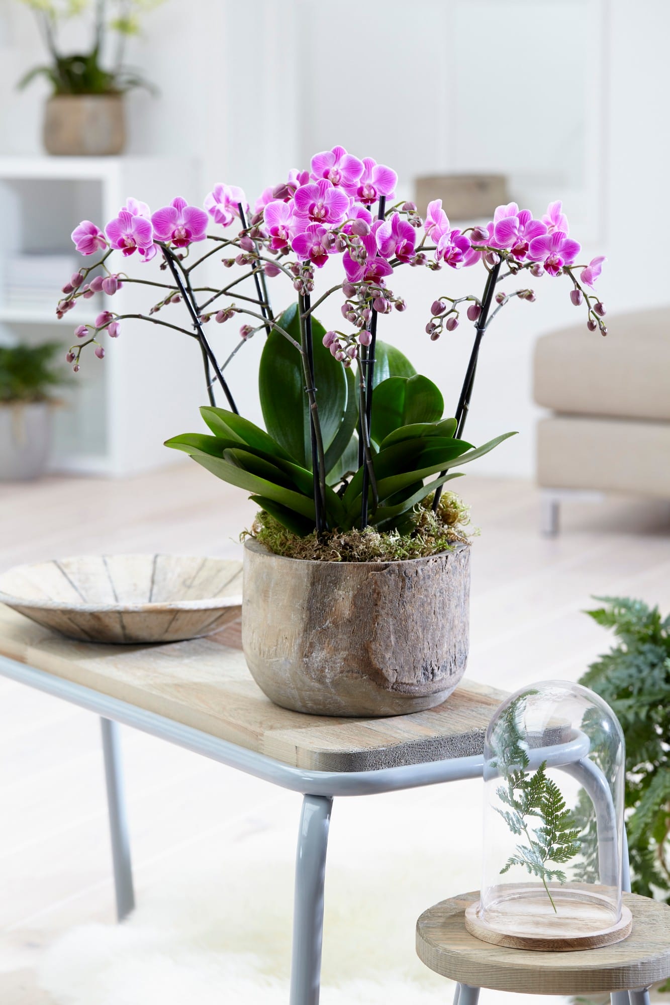 Orchidee Phalaenopsis multiflora - 2 stuks ↑ 50 cm ⌀ 12 cm - Afbeelding 7