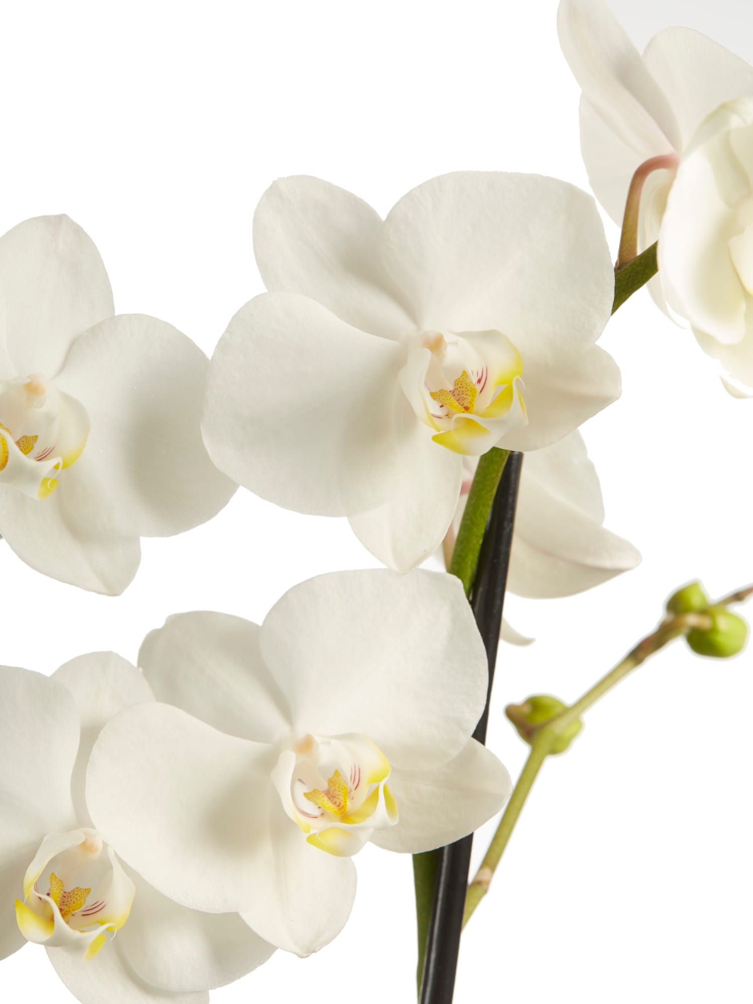 Orchidee Phalaenopsis multiflora - 2 stuks ↑ 50 cm ⌀ 12 cm - Afbeelding 6