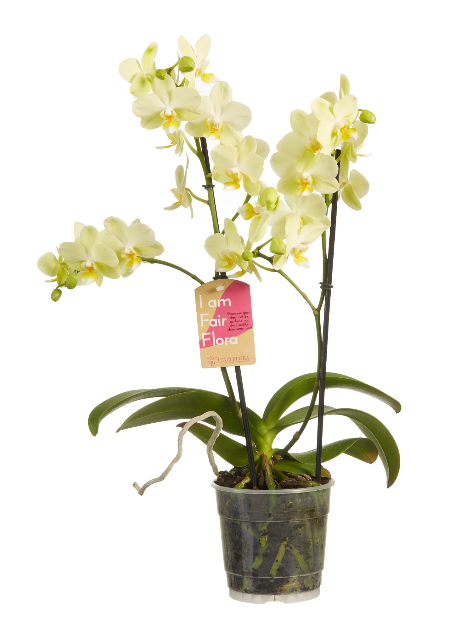 Orchidee Phalaenopsis multiflora ↑ 50 cm ⌀ 12 cm