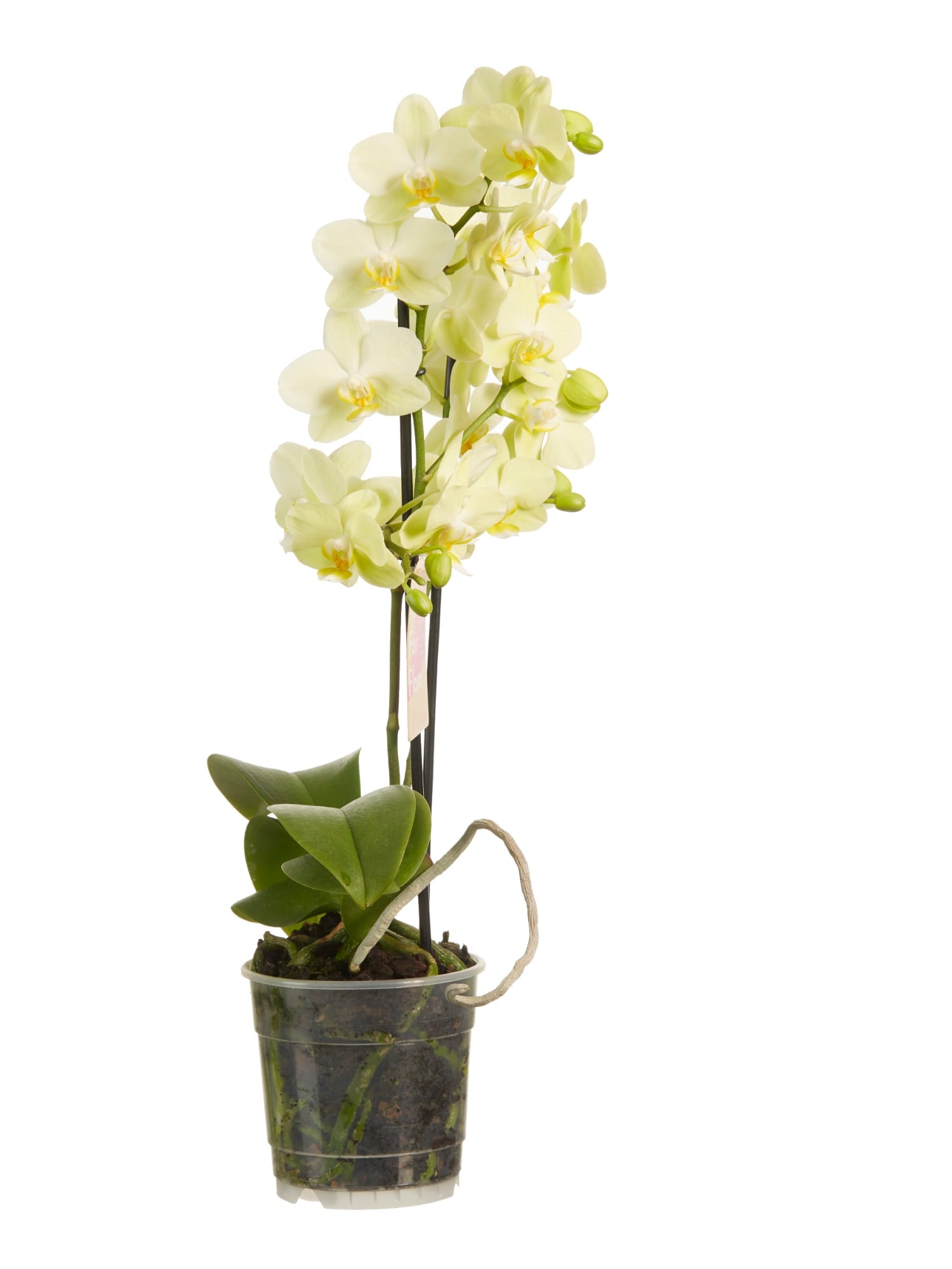 Orchidee Phalaenopsis multiflora ↑ 50 cm ⌀ 12 cm - Afbeelding 3
