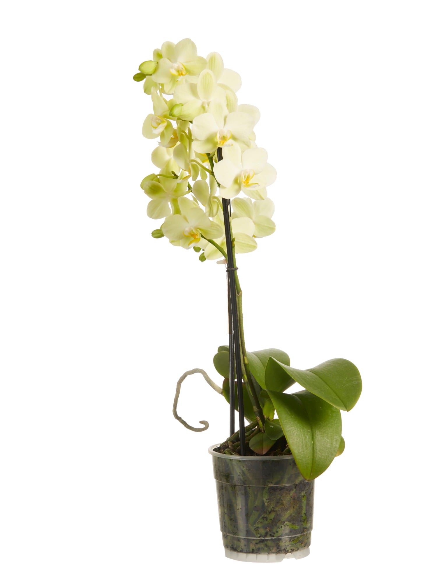 Orchidee Phalaenopsis multiflora ↑ 50 cm ⌀ 12 cm - Afbeelding 4