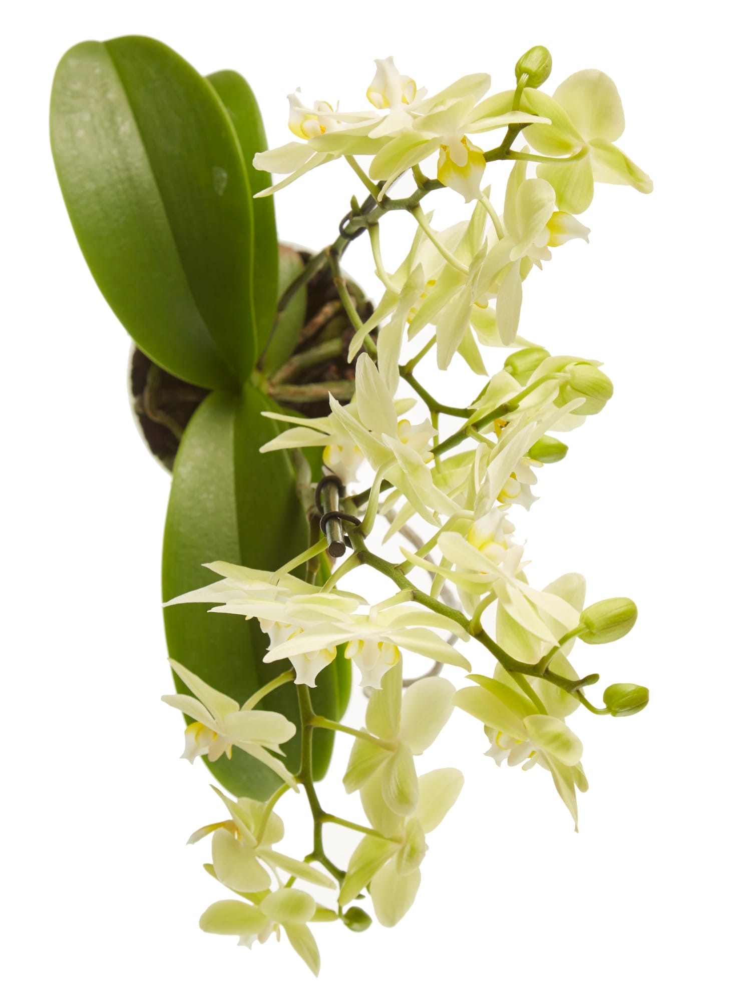 Orchidee Phalaenopsis multiflora ↑ 50 cm ⌀ 12 cm - Afbeelding 5