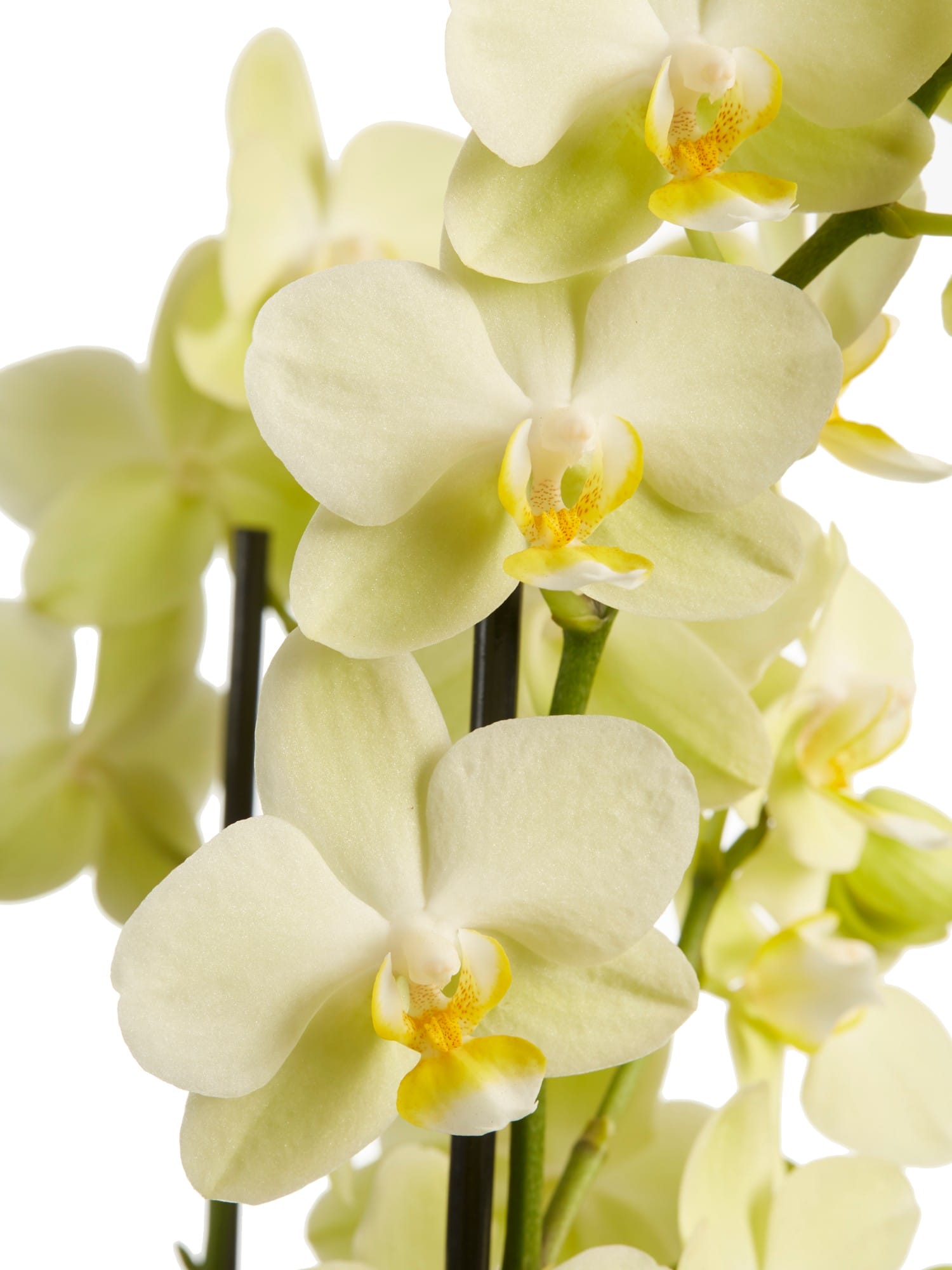 Orchidee Phalaenopsis multiflora ↑ 50 cm ⌀ 12 cm - Afbeelding 6
