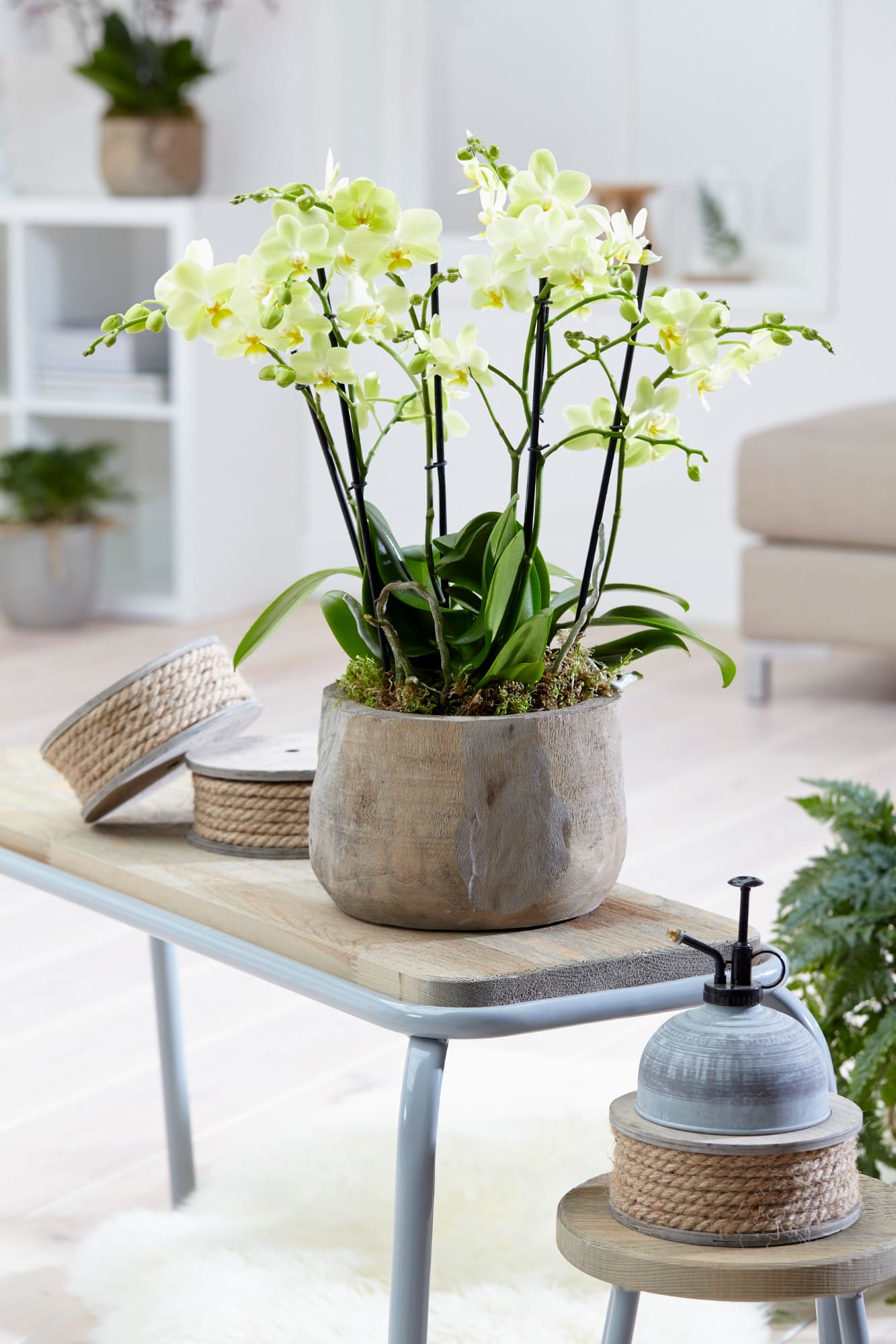 Orchidee Phalaenopsis multiflora ↑ 50 cm ⌀ 12 cm - Afbeelding 7