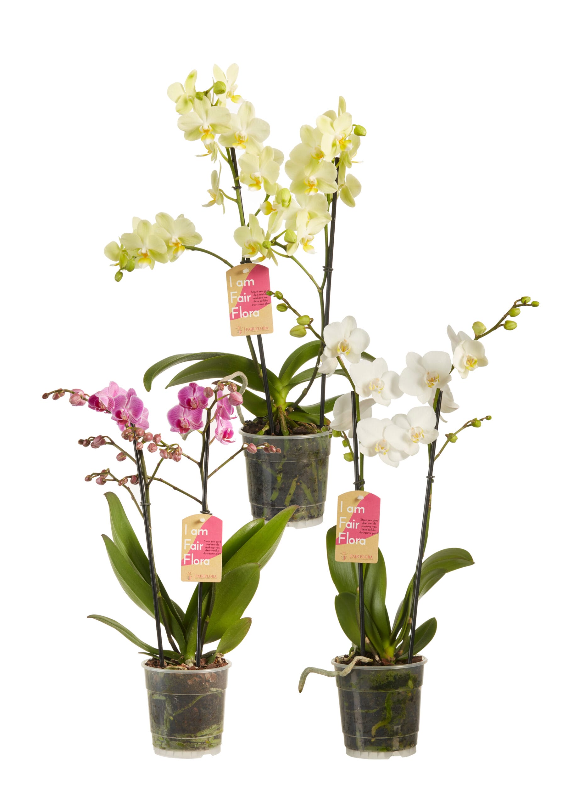Orchidee Phalaenopsis multiflora gemengd - 3 stuks ↑ 50 cm ⌀ 12 cm
