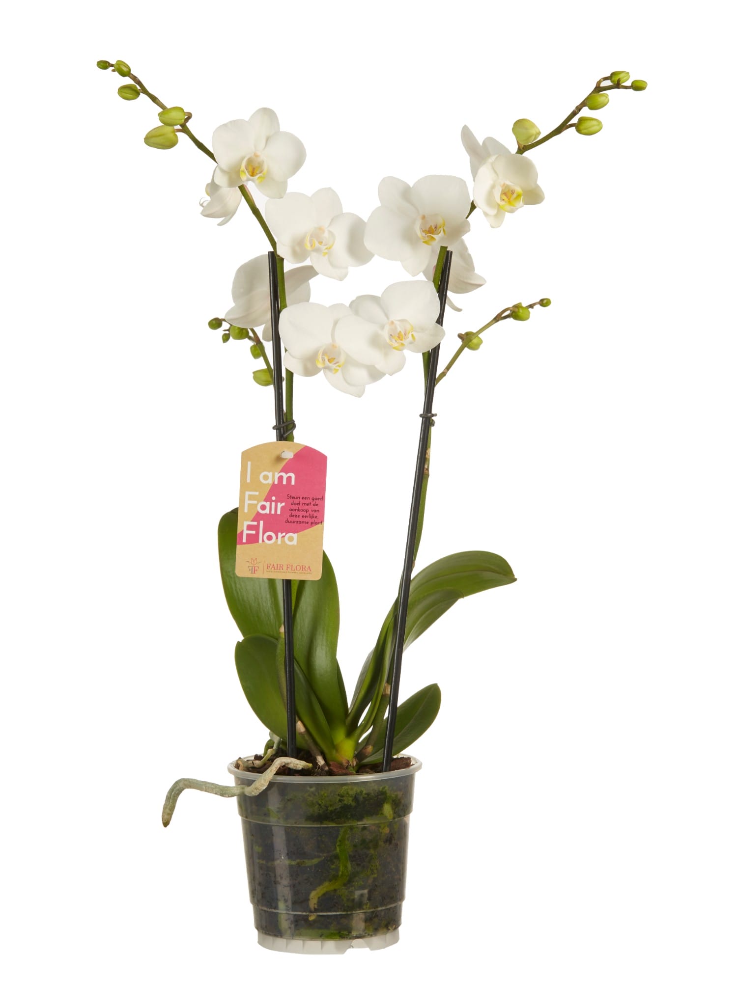 Orchidee Phalaenopsis multiflora gemengd - 3 stuks ↑ 50 cm ⌀ 12 cm - Afbeelding 4
