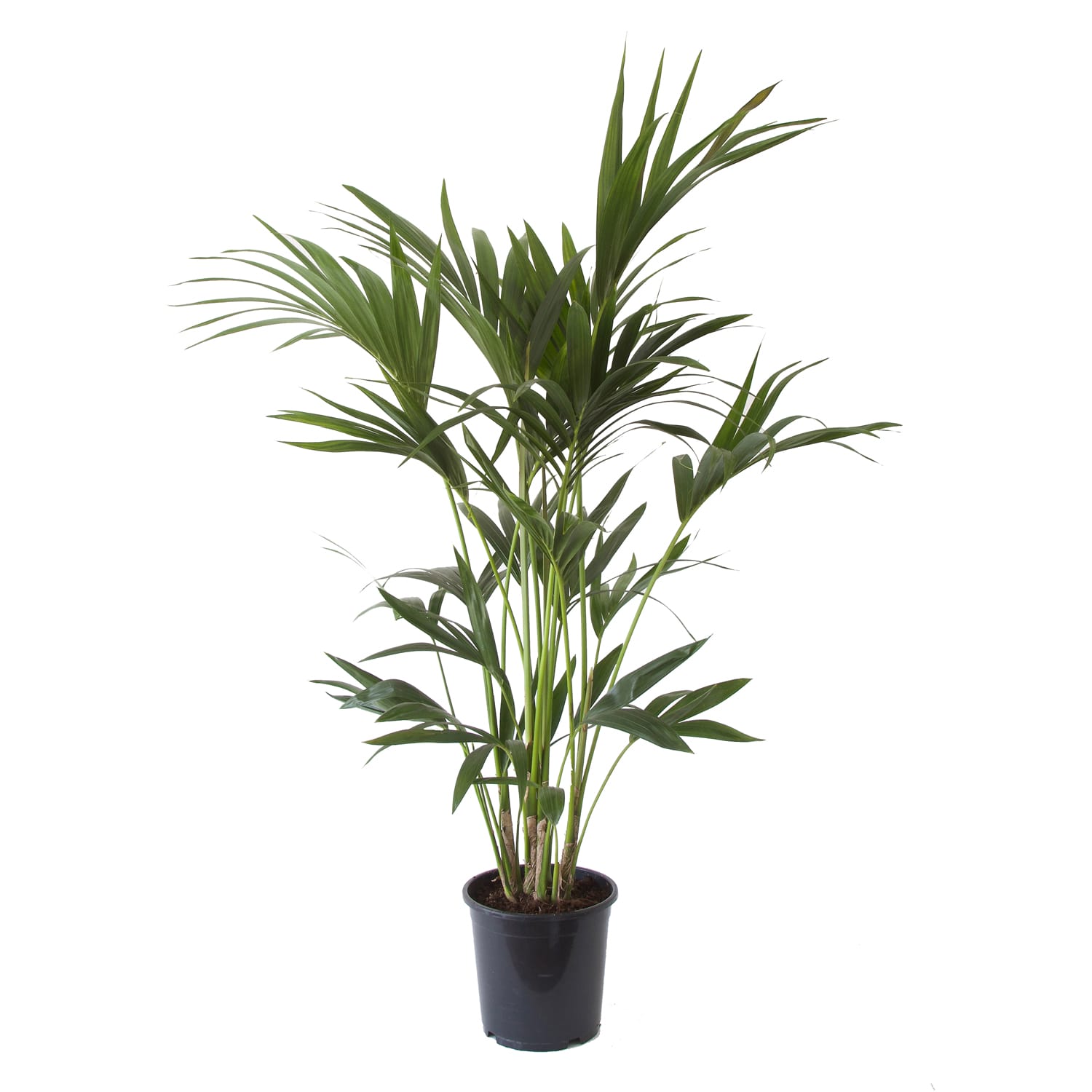 Kentia Palm ↑ 110 cm ⌀ 21 cm - Afbeelding 3