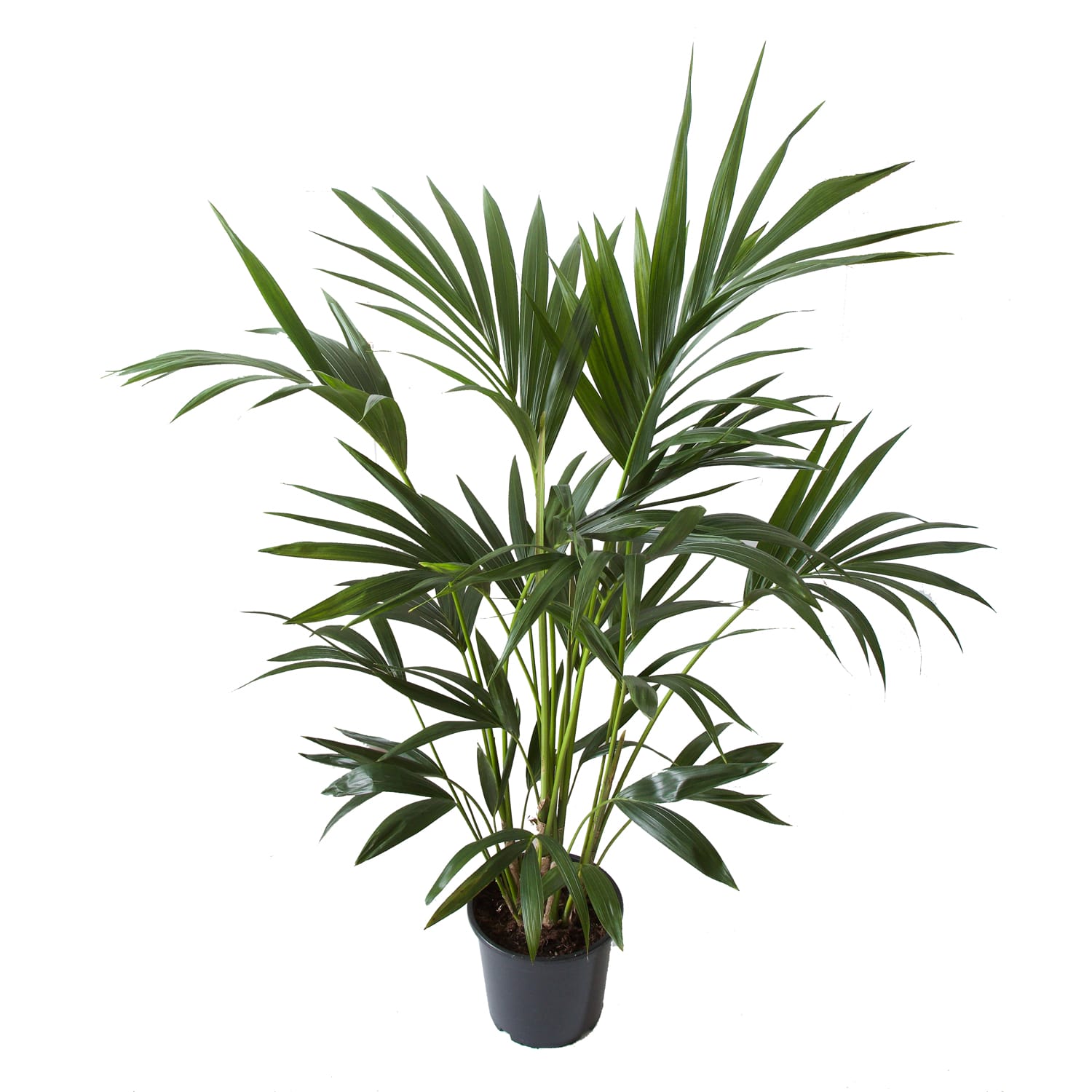Kentia Palm ↑ 110 cm ⌀ 21 cm - Afbeelding 4