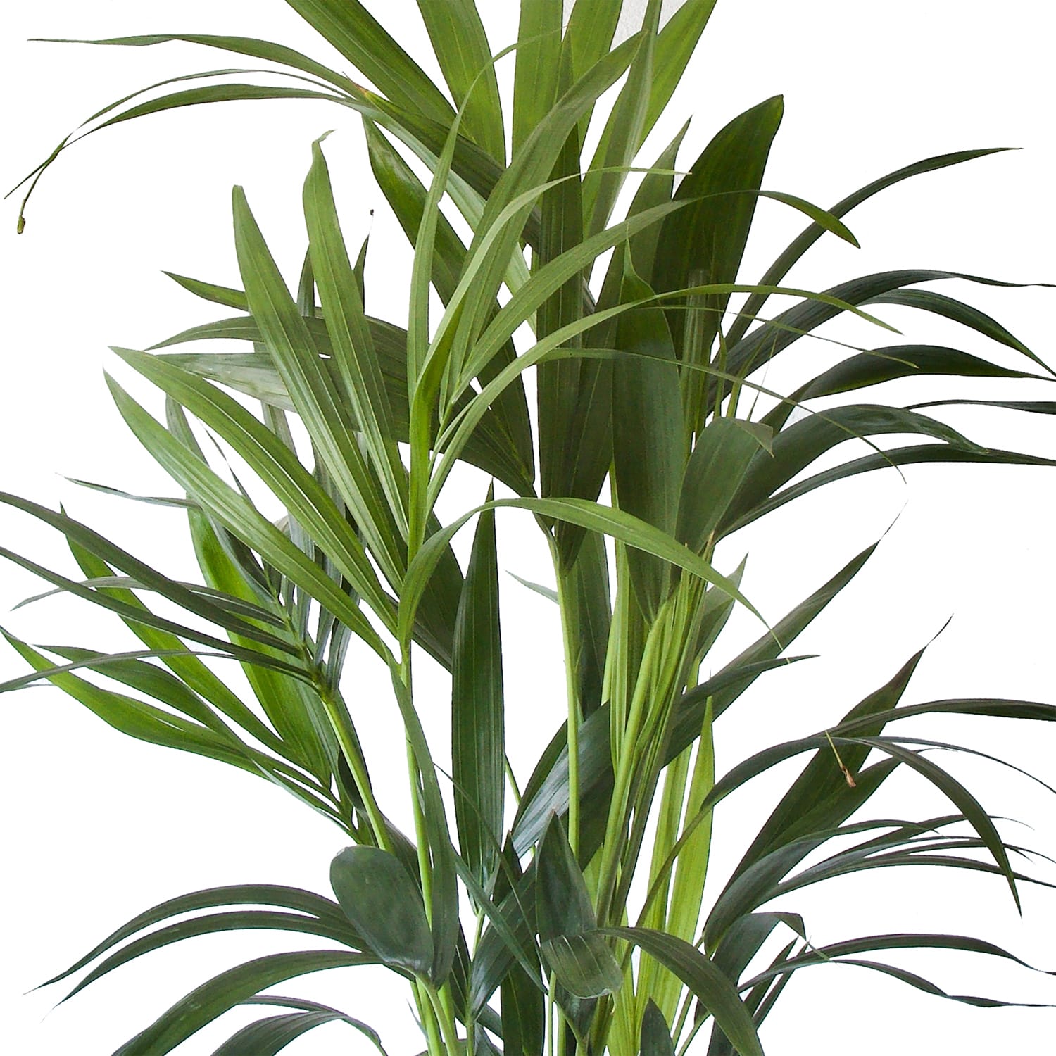 Kentia Palm ↑ 110 cm ⌀ 21 cm - Afbeelding 6